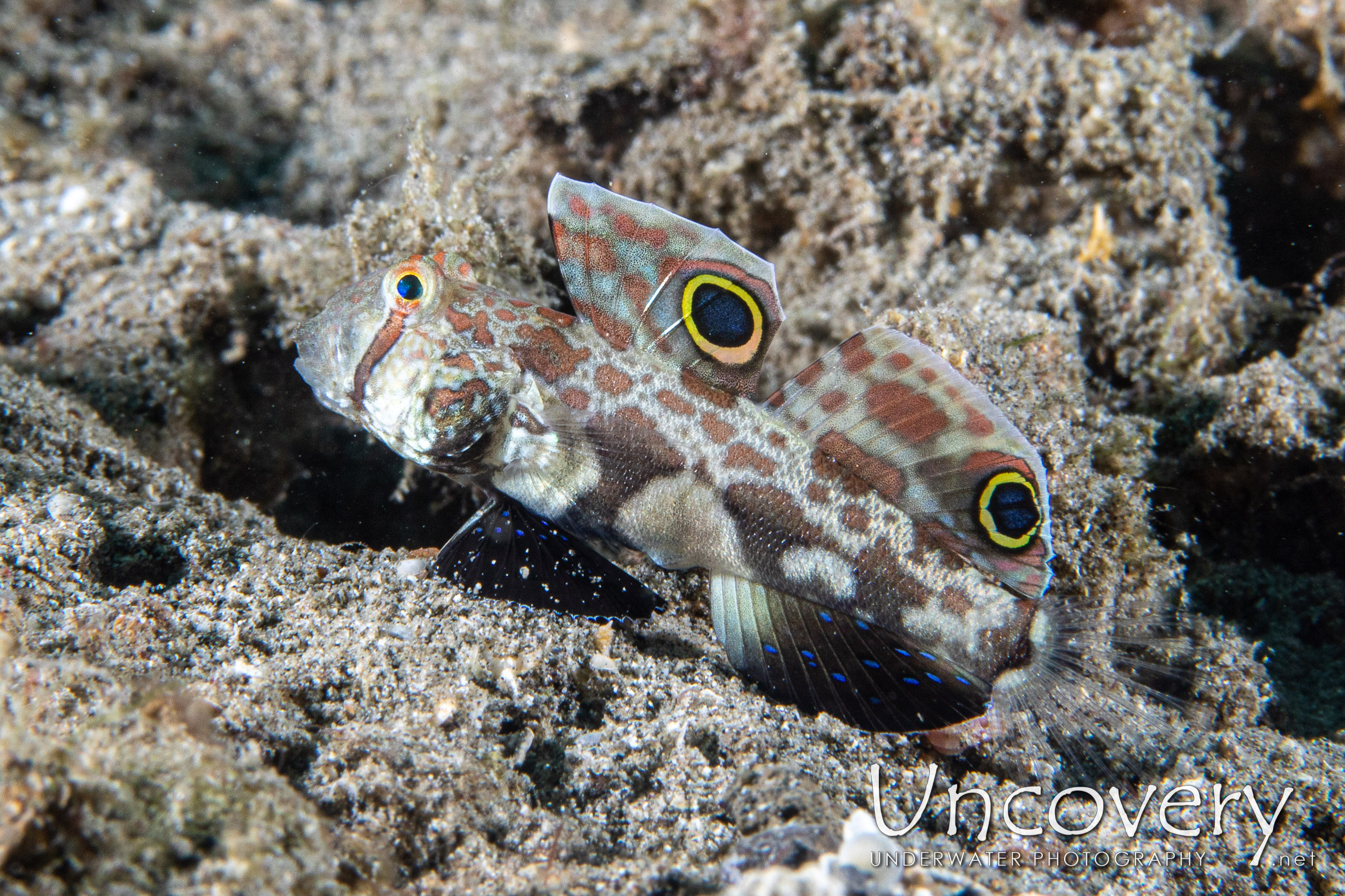 Signal Goby (signigobius Biocellatus), photo taken in Indonesia, North Sulawesi, Lembeh Strait, Lembeh Resort House Reef