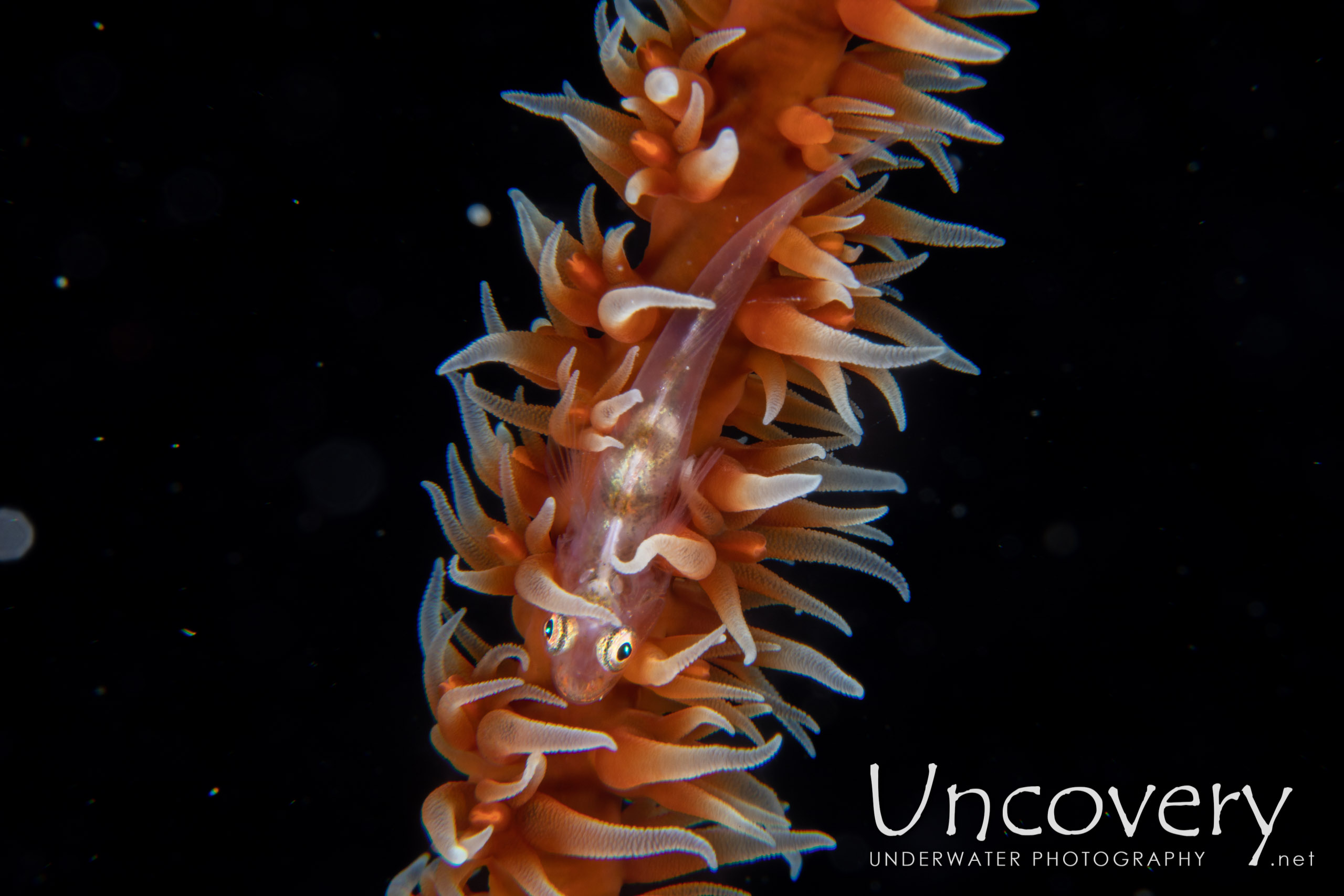 Whip Coral Goby (bryaninops Yongei), photo taken in Indonesia, North Sulawesi, Lembeh Strait, Lembeh Resort House Reef