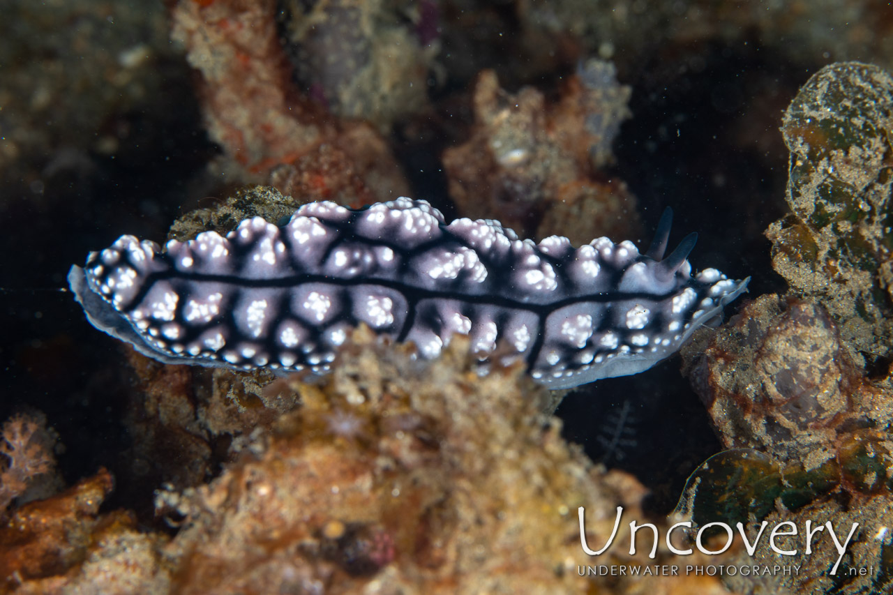 Nudibranch shot in Indonesia|North Sulawesi|Lembeh Strait|Lembeh Resort House Reef