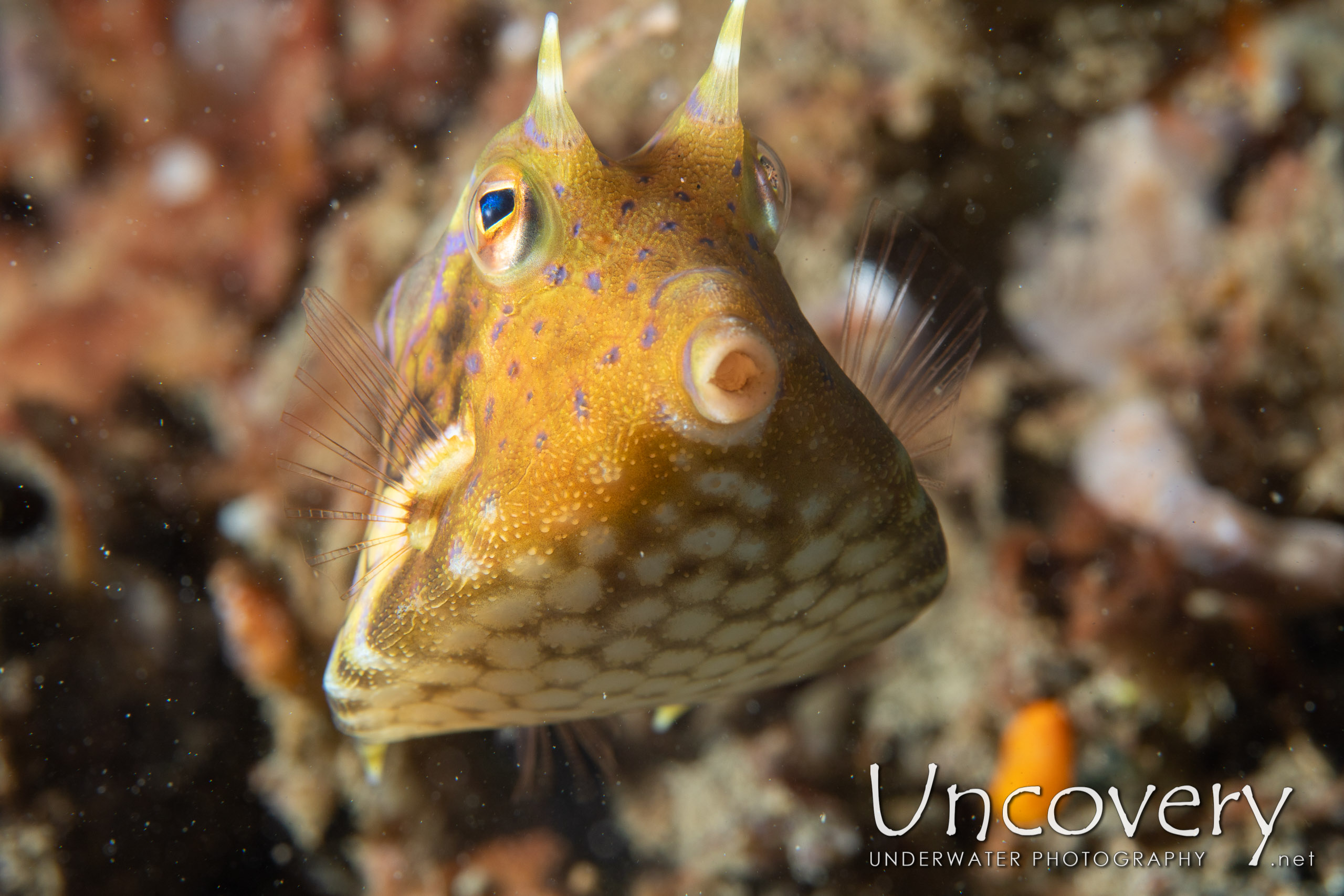 Thornback Cowfish (lactoria Fomasini), photo taken in Indonesia, North Sulawesi, Lembeh Strait, Lembeh Resort House Reef