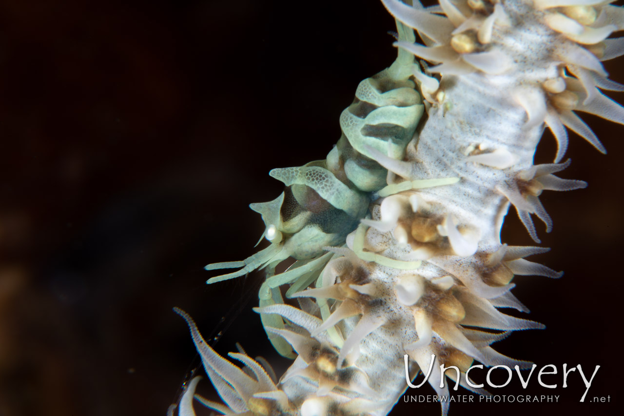 Zanzibar Whip Coral Shrimp (dasycaris Zanzibarica) shot in Indonesia|North Sulawesi|Lembeh Strait|Lembeh Resort House Reef