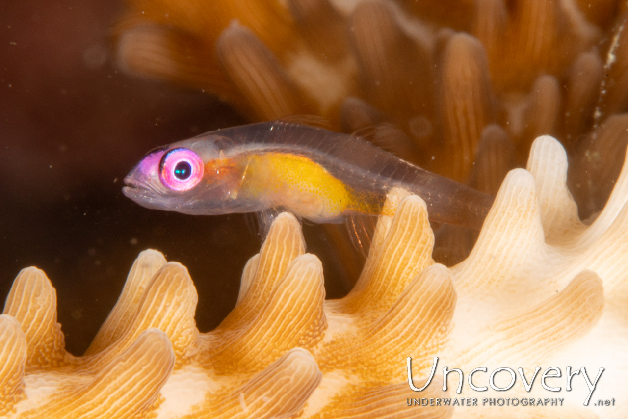 Pinkeye Goby (bryaninops Natans) shot in Indonesia|North Sulawesi|Lembeh Strait|Lembeh Resort House Reef