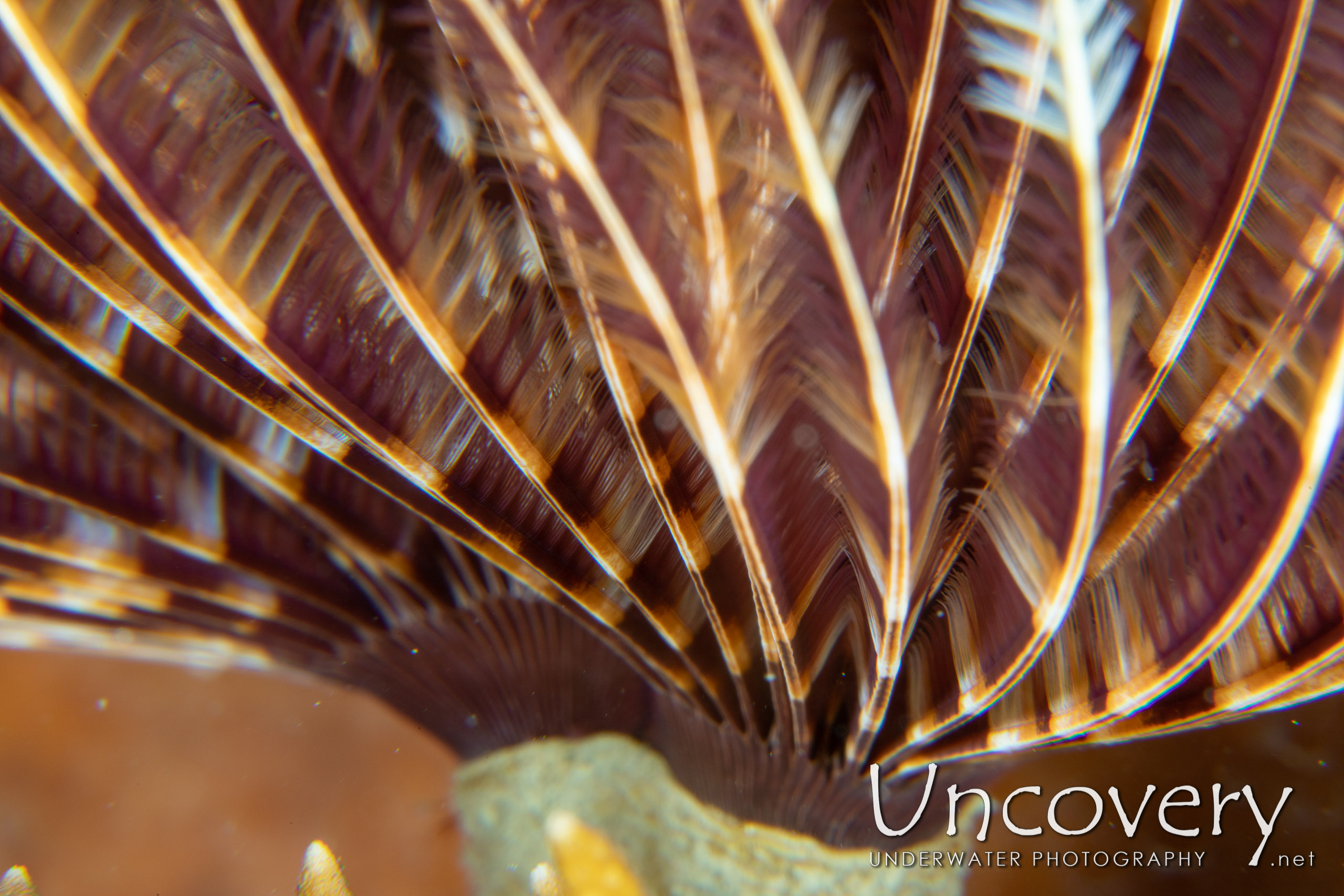 Indian Feather Duster Worm (sabellastarte Spectabilis), photo taken in Indonesia, North Sulawesi, Lembeh Strait, Lembeh Resort House Reef