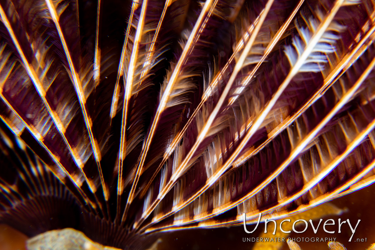 Indian Feather Duster Worm (sabellastarte Spectabilis) shot in Indonesia|North Sulawesi|Lembeh Strait|Lembeh Resort House Reef