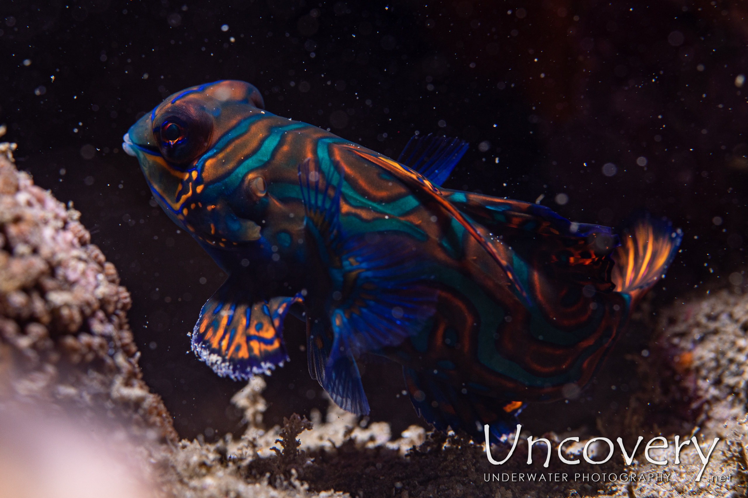 Mandarin Goby (synchiropus Splendidus), photo taken in Indonesia, North Sulawesi, Lembeh Strait, Trikora