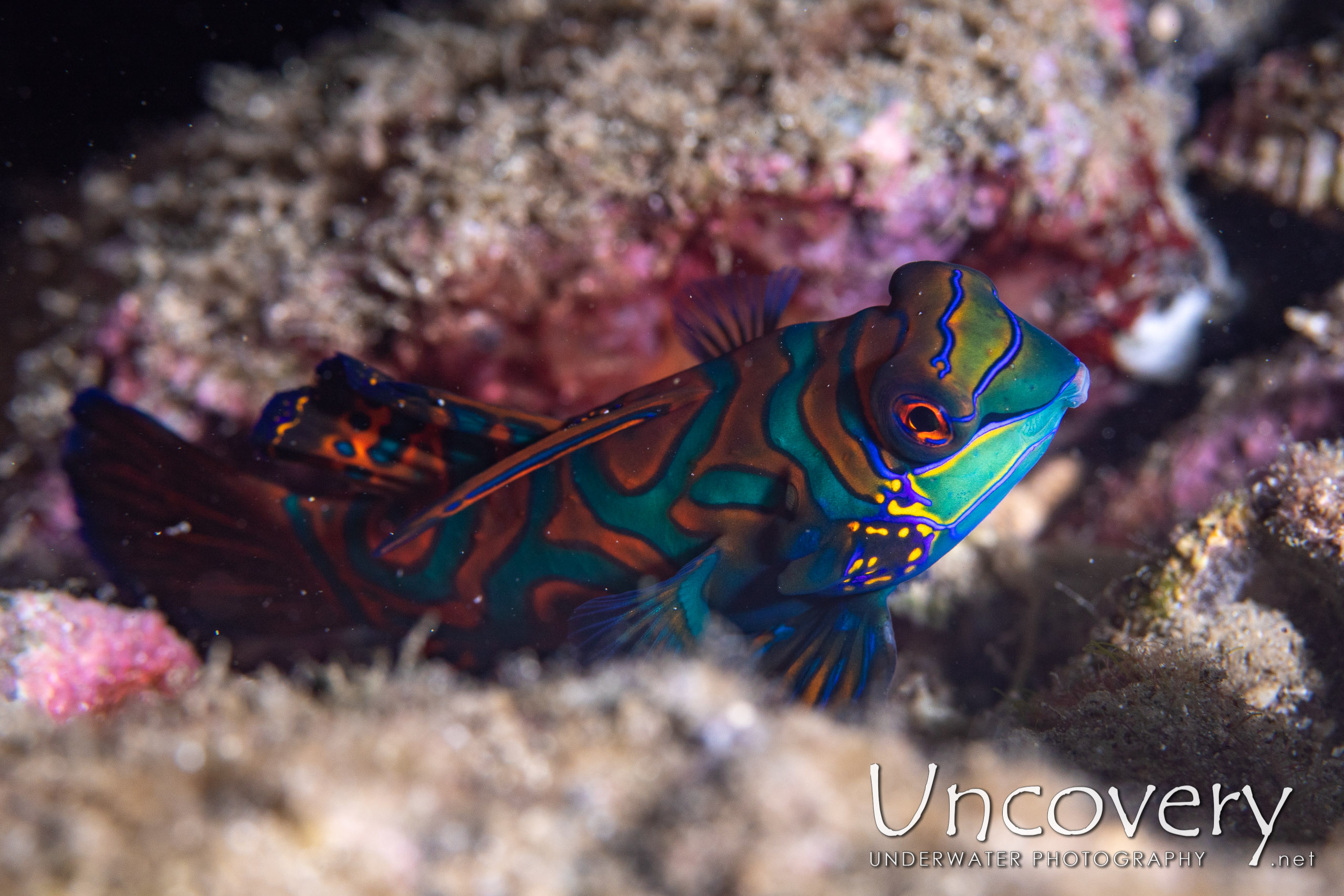 Mandarin Goby (synchiropus Splendidus), photo taken in Indonesia, North Sulawesi, Lembeh Strait, Trikora