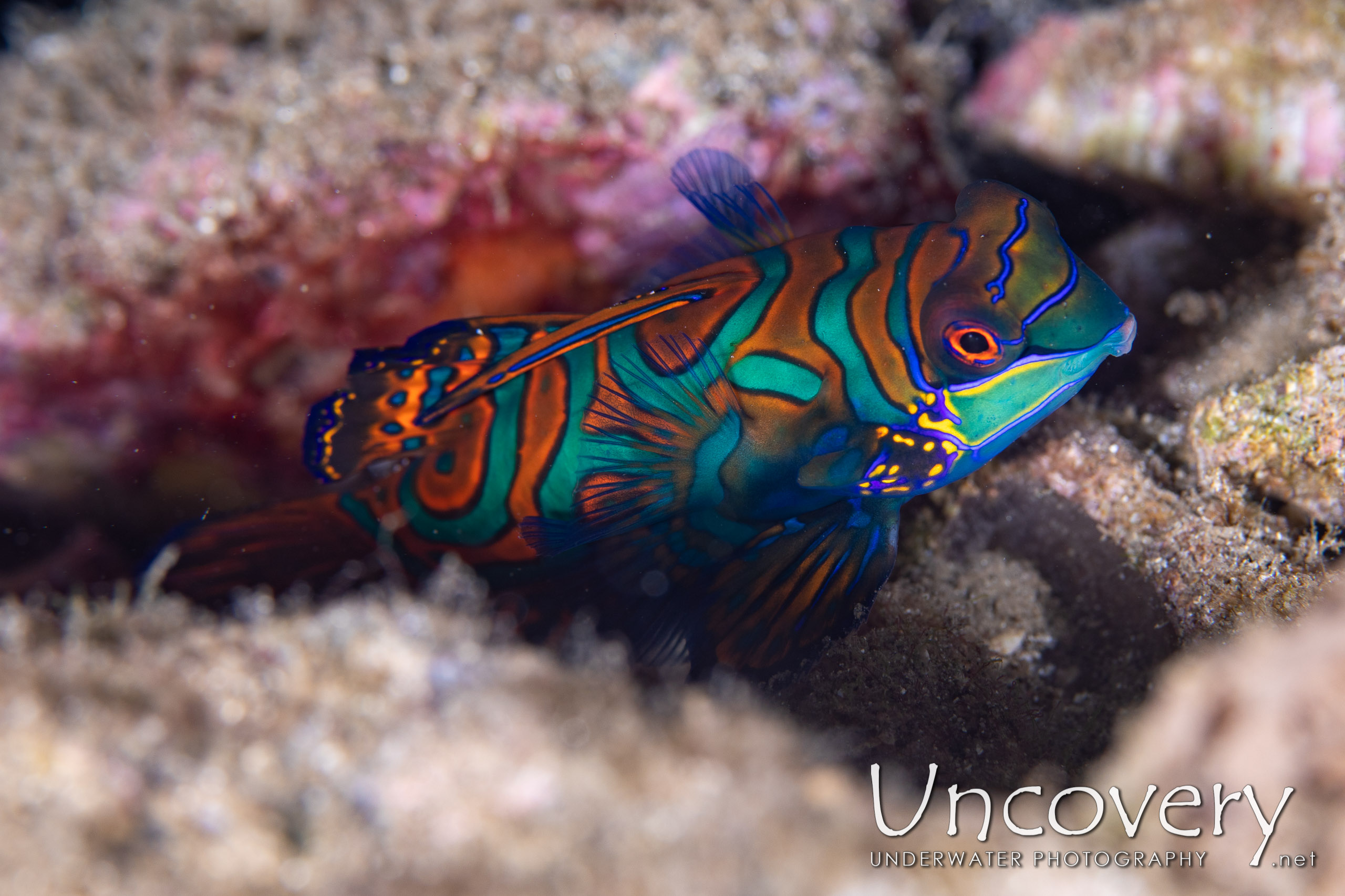 Mandarin Goby (synchiropus Splendidus), photo taken in Indonesia, North Sulawesi, Lembeh Strait, Trikora