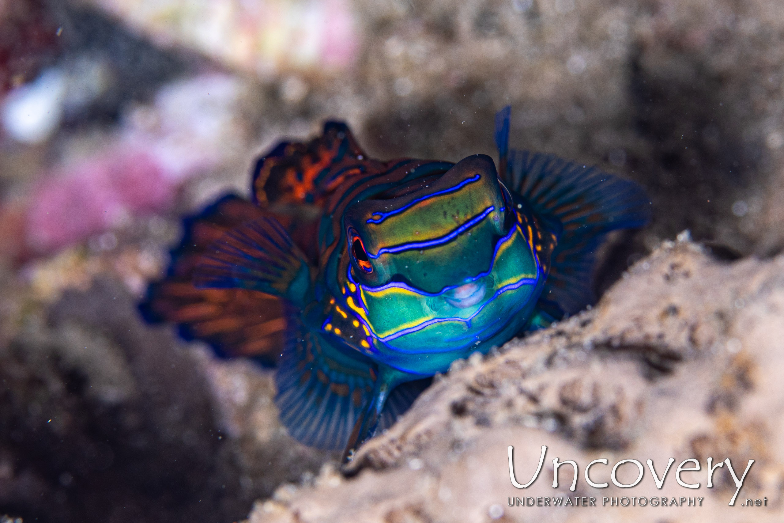 Mandarin Goby (synchiropus Splendidus), photo taken in Indonesia, North Sulawesi, Lembeh Strait, Trikora