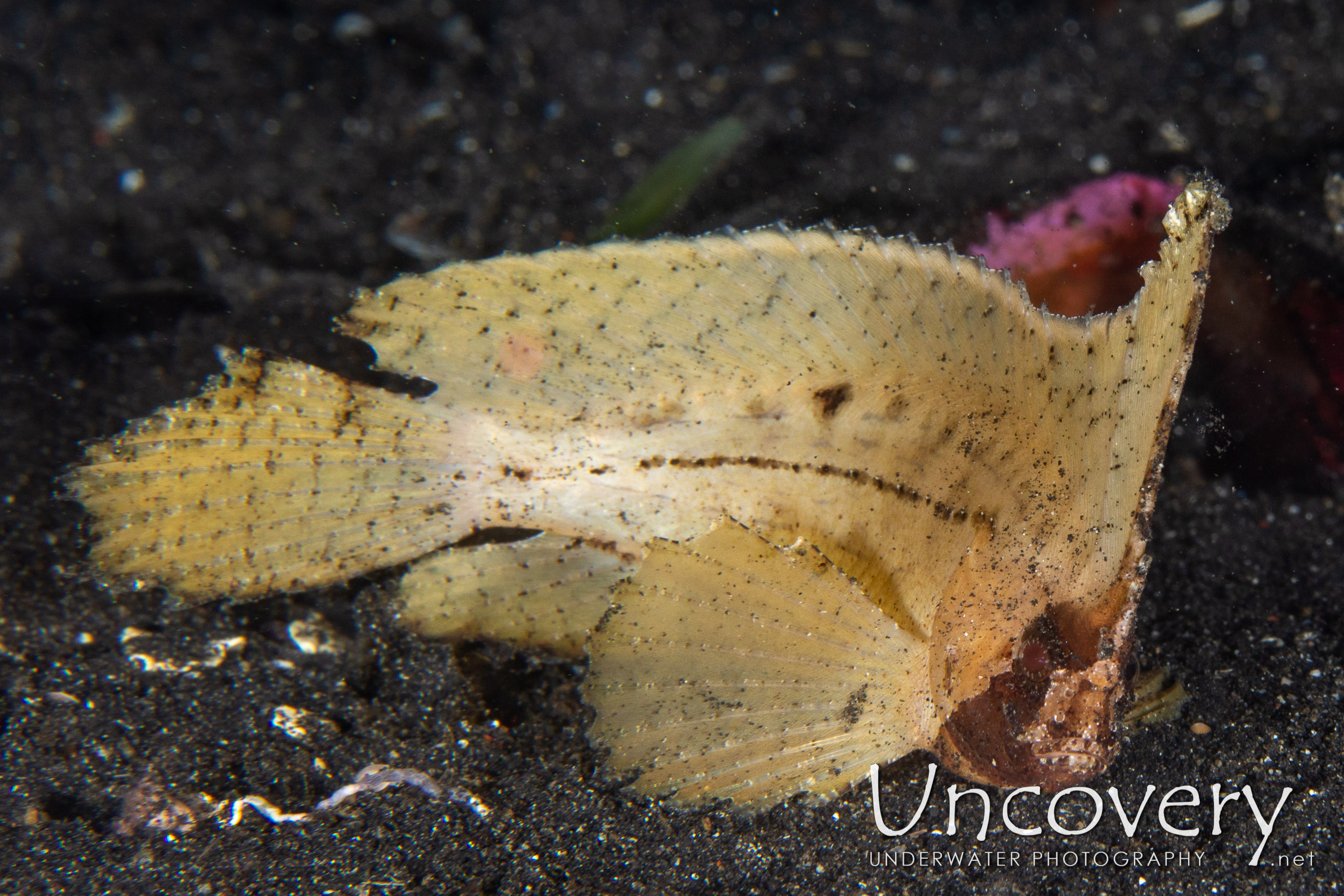 Spiny Waspfish (ablabys Macracanthus), photo taken in Indonesia, North Sulawesi, Lembeh Strait, Surprise