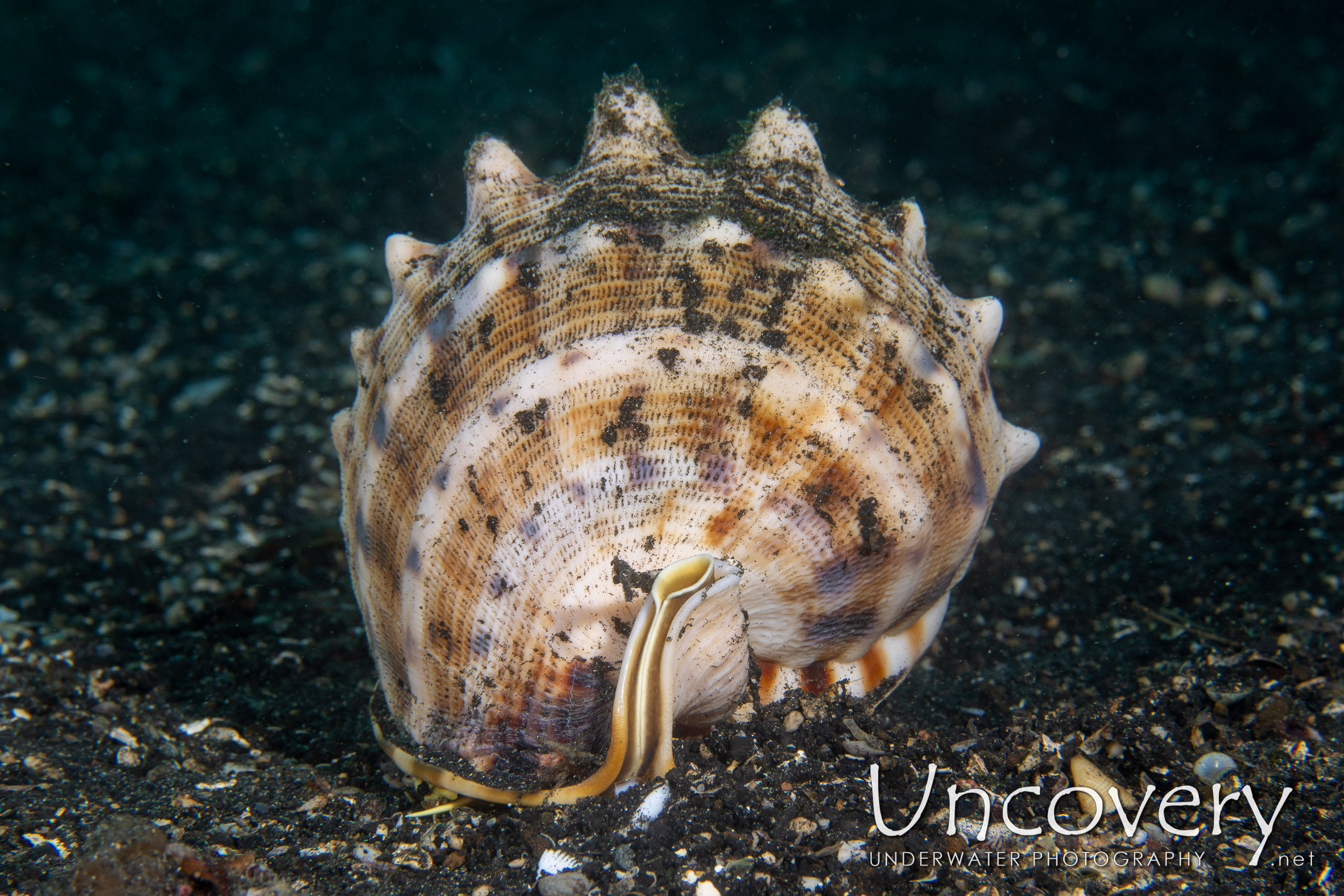 Horned Helmet (cassis Cornuta), photo taken in Indonesia, North Sulawesi, Lembeh Strait, Surprise