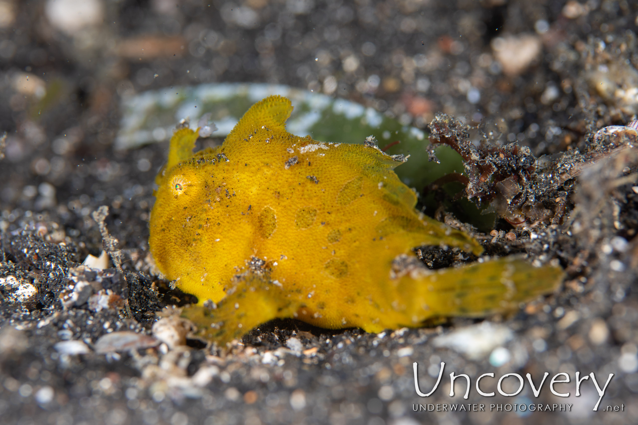 Scarlet Frogfish (antennarius Coccineus), photo taken in Indonesia, North Sulawesi, Lembeh Strait, Surprise