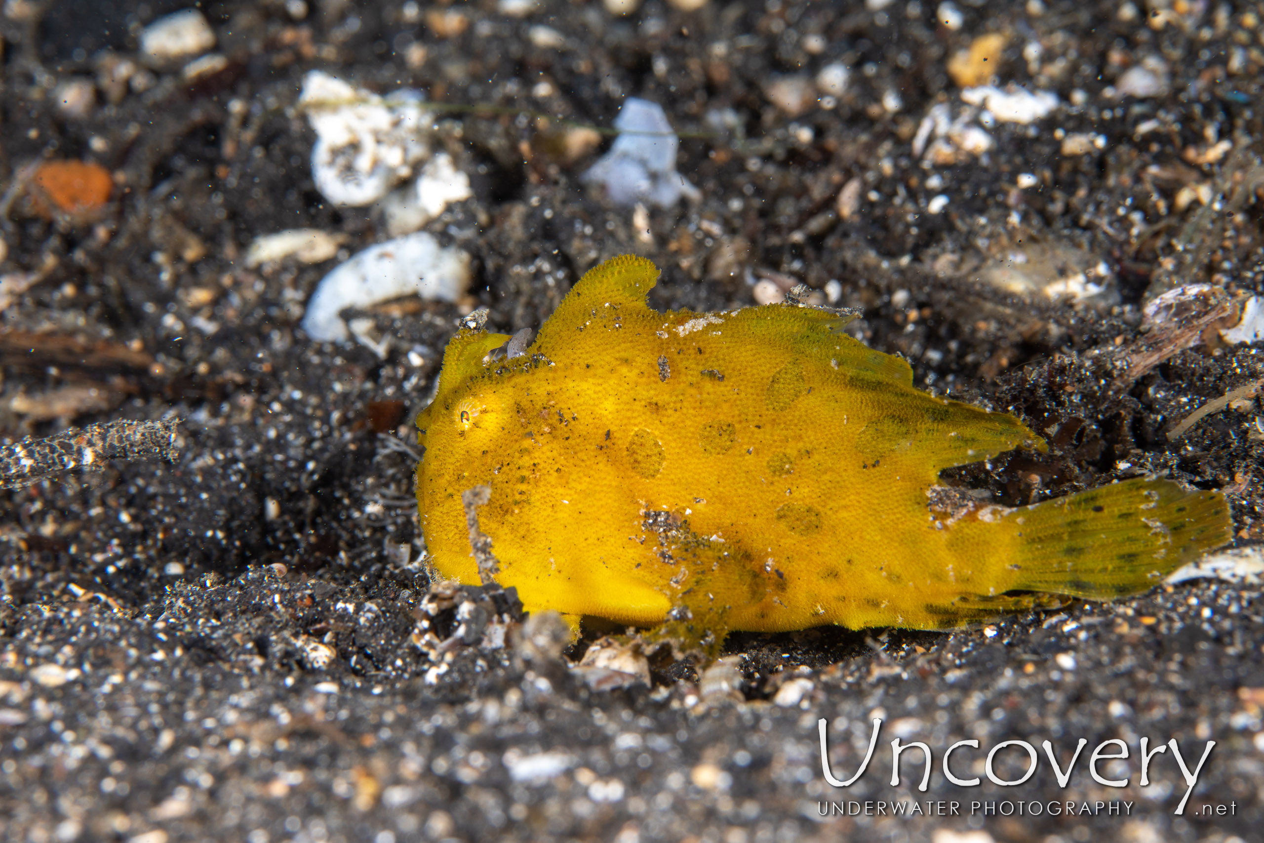 Scarlet Frogfish (antennarius Coccineus), photo taken in Indonesia, North Sulawesi, Lembeh Strait, Surprise