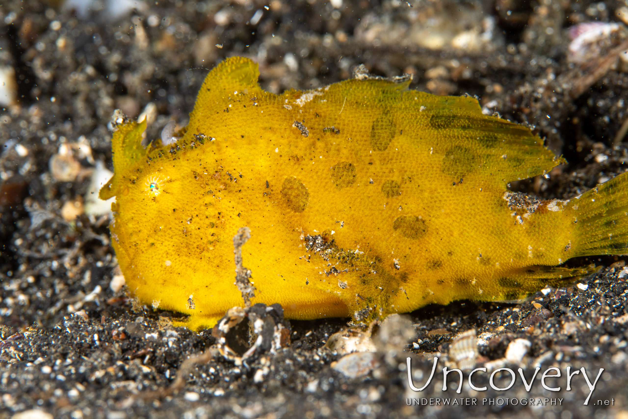 Scarlet Frogfish (antennarius Coccineus), photo taken in Indonesia, North Sulawesi, Lembeh Strait, Surprise