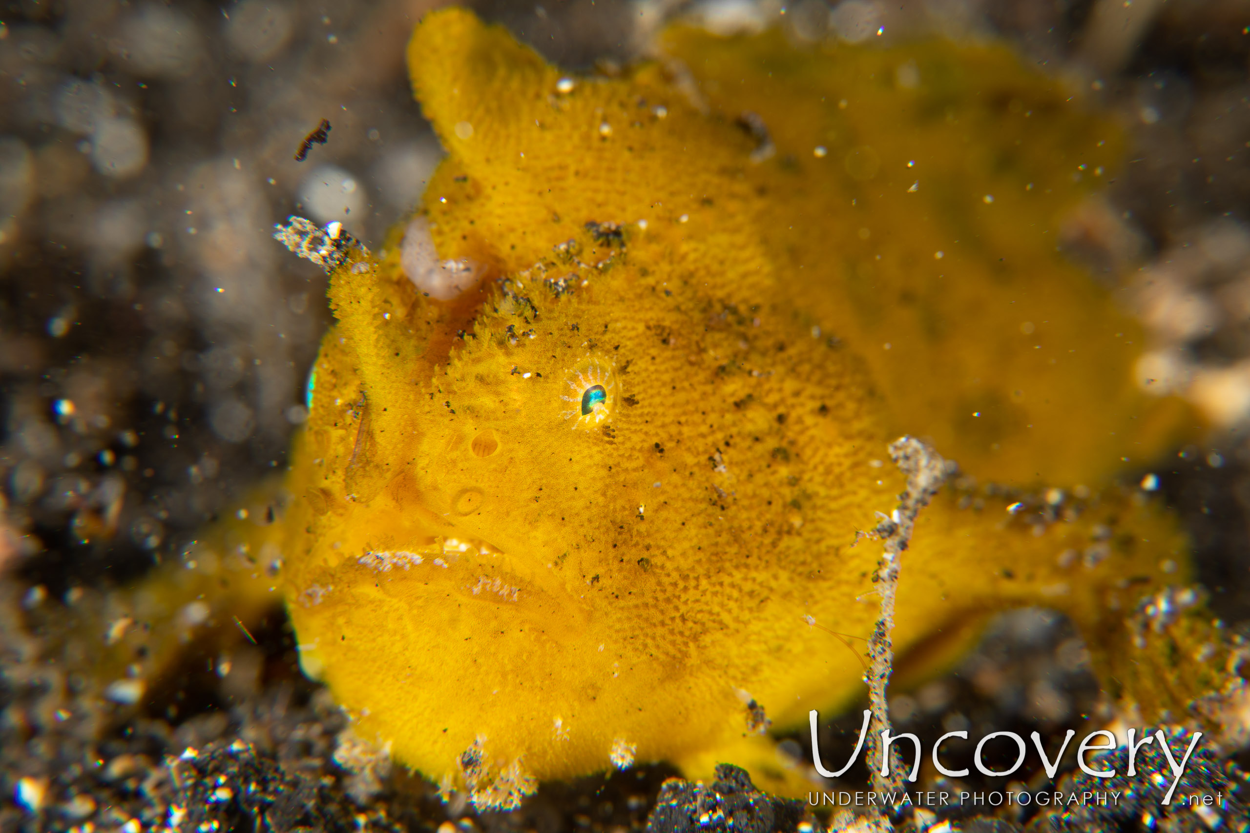 Scarlet Frogfish (antennarius Coccineus), photo taken in Indonesia, North Sulawesi, Lembeh Strait, Surprise