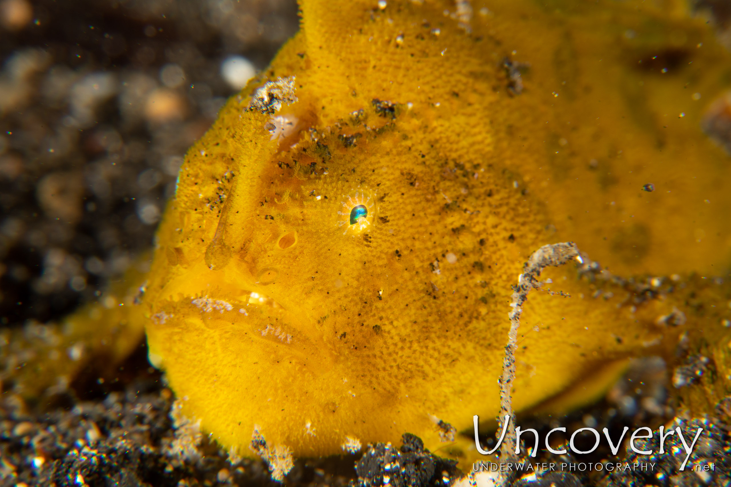 Scarlet Frogfish (antennarius Coccineus), photo taken in Indonesia, North Sulawesi, Lembeh Strait, Surprise