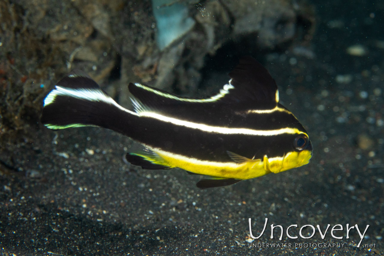 Painted Sweetlip (diagramma Pictum), photo taken in Indonesia, North Sulawesi, Lembeh Strait, Surprise