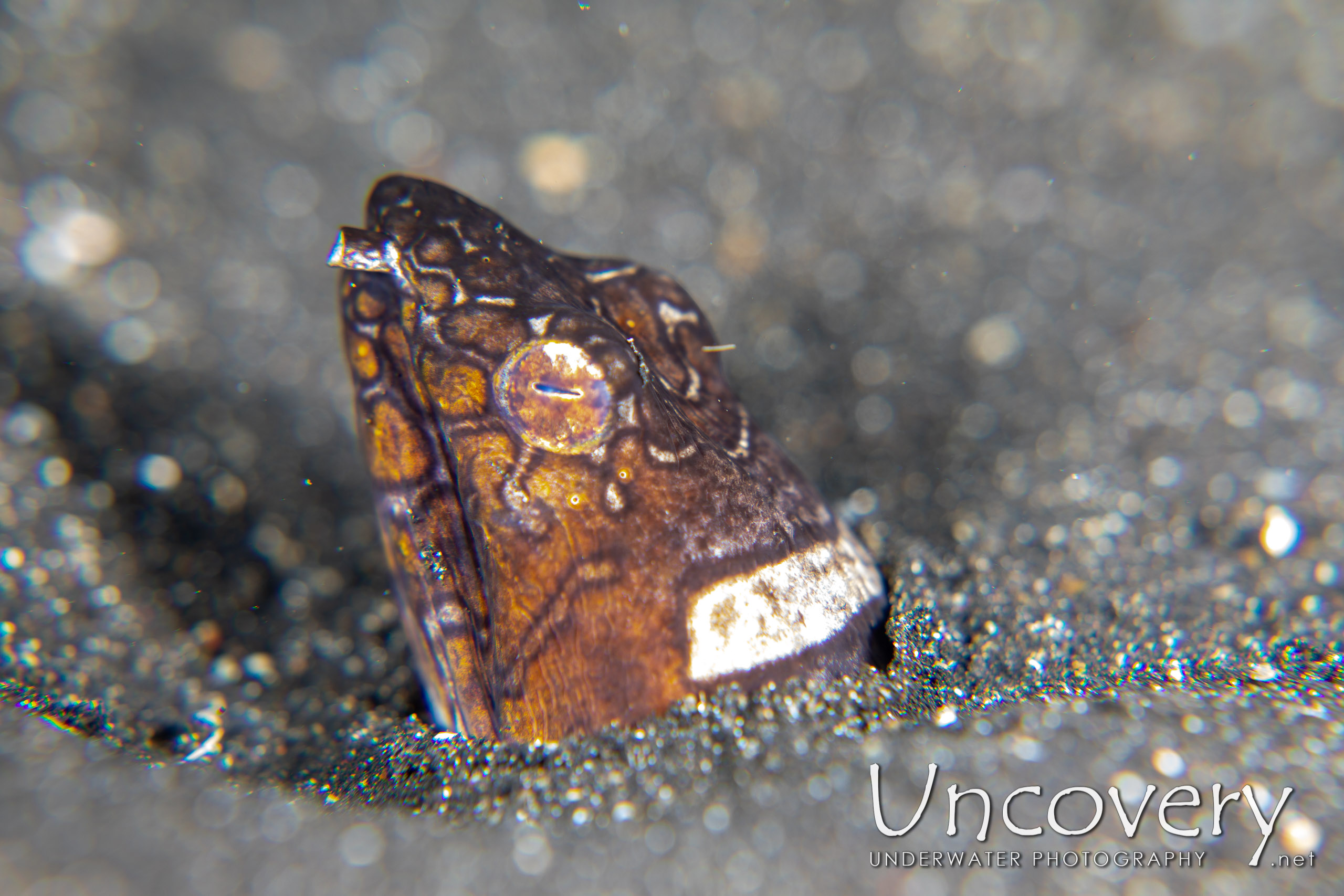 Napoleon Snake Eel (ophichthus Bonaparti), photo taken in Indonesia, North Sulawesi, Lembeh Strait, Surprise