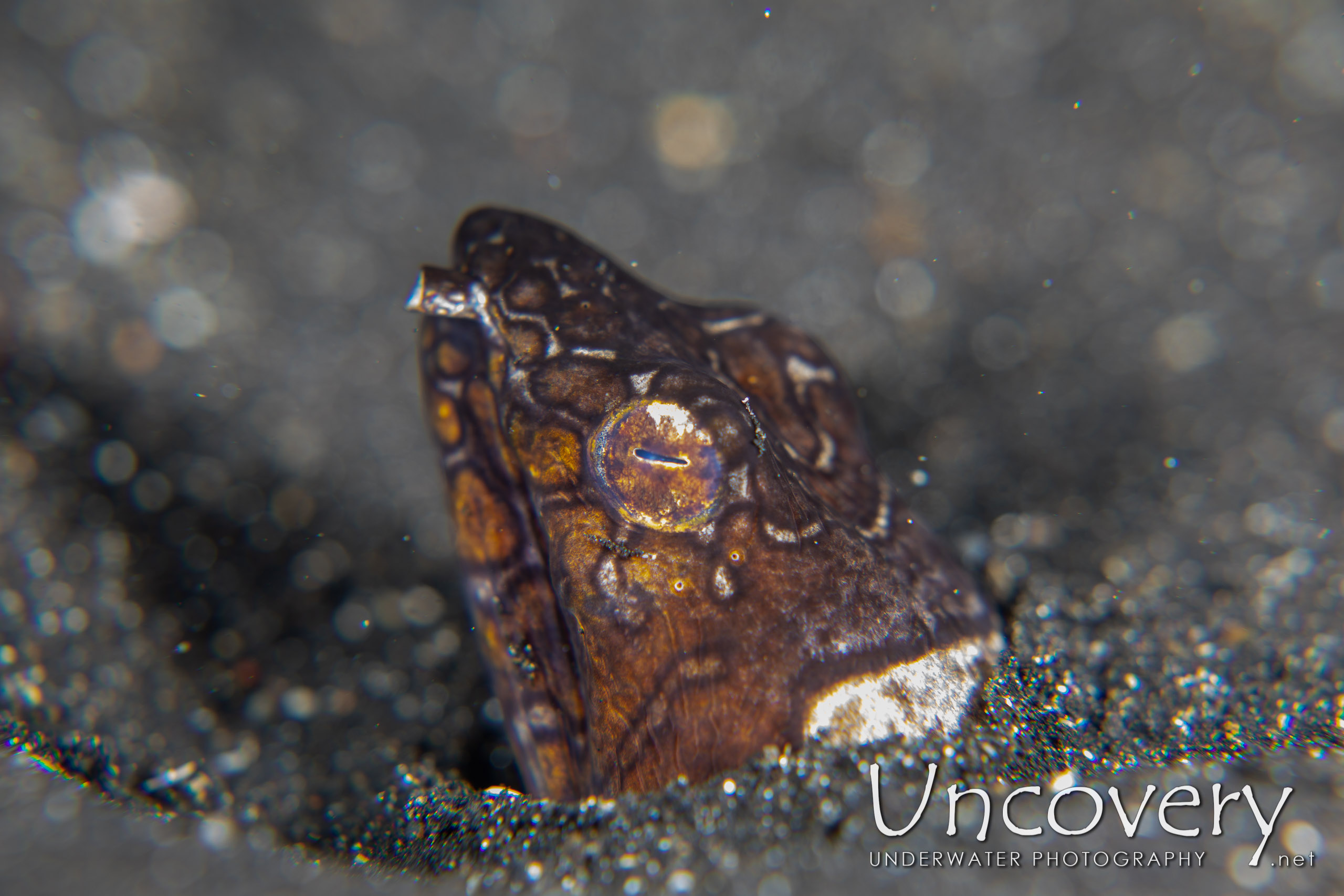 Napoleon Snake Eel (ophichthus Bonaparti), photo taken in Indonesia, North Sulawesi, Lembeh Strait, Surprise