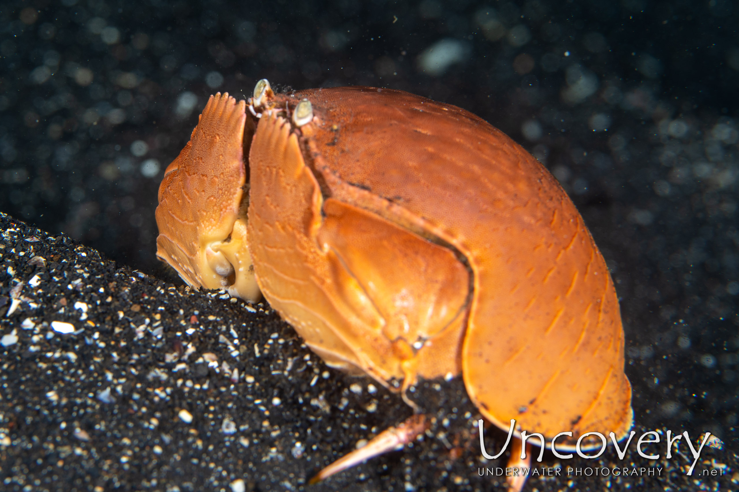 Shame-faced Crab (calappa Calappa), photo taken in Indonesia, North Sulawesi, Lembeh Strait, Surprise