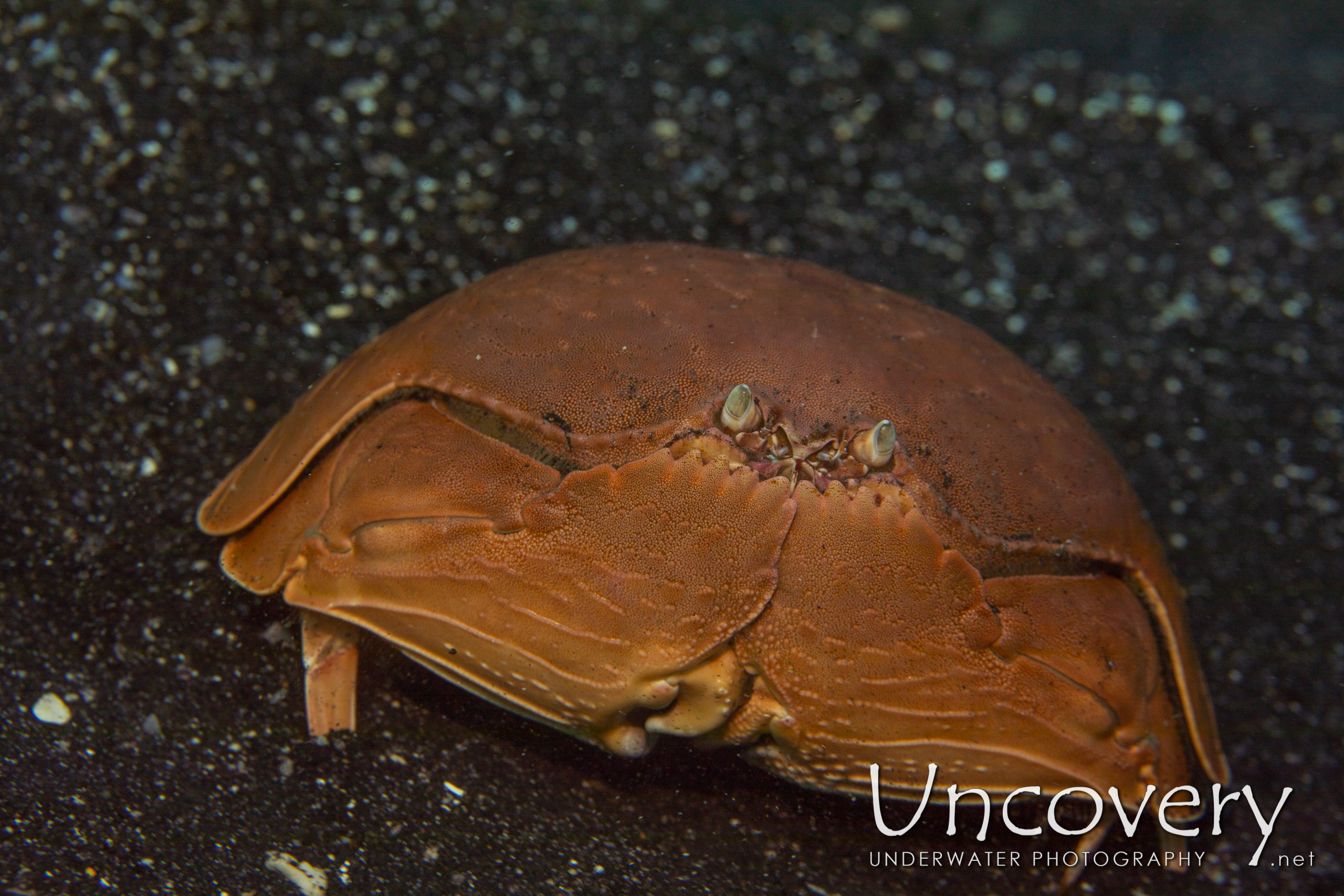 Shame-faced Crab (calappa Calappa), photo taken in Indonesia, North Sulawesi, Lembeh Strait, Surprise