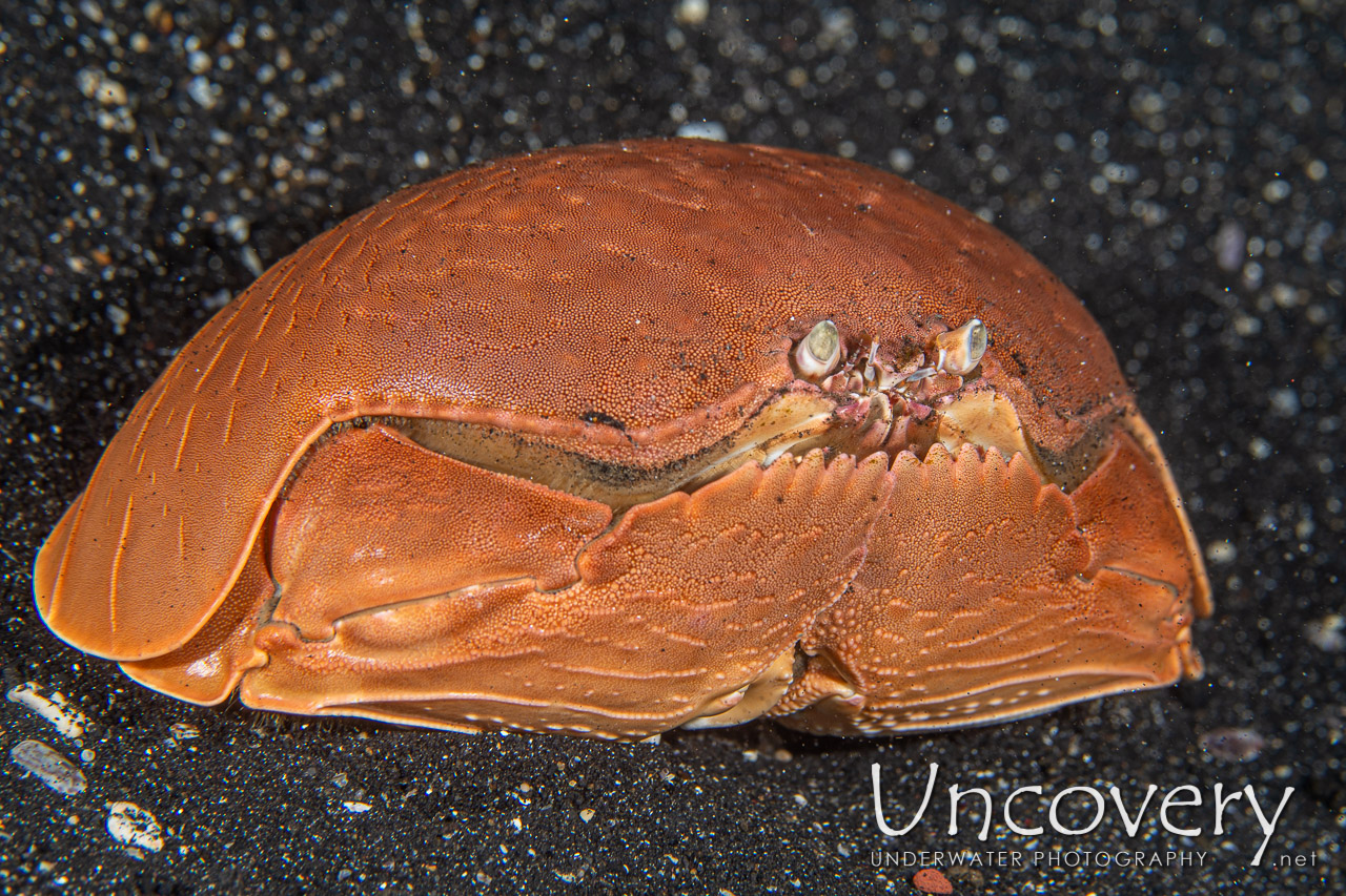 Shame-faced Crab (calappa Calappa) shot in Indonesia|North Sulawesi|Lembeh Strait|Surprise