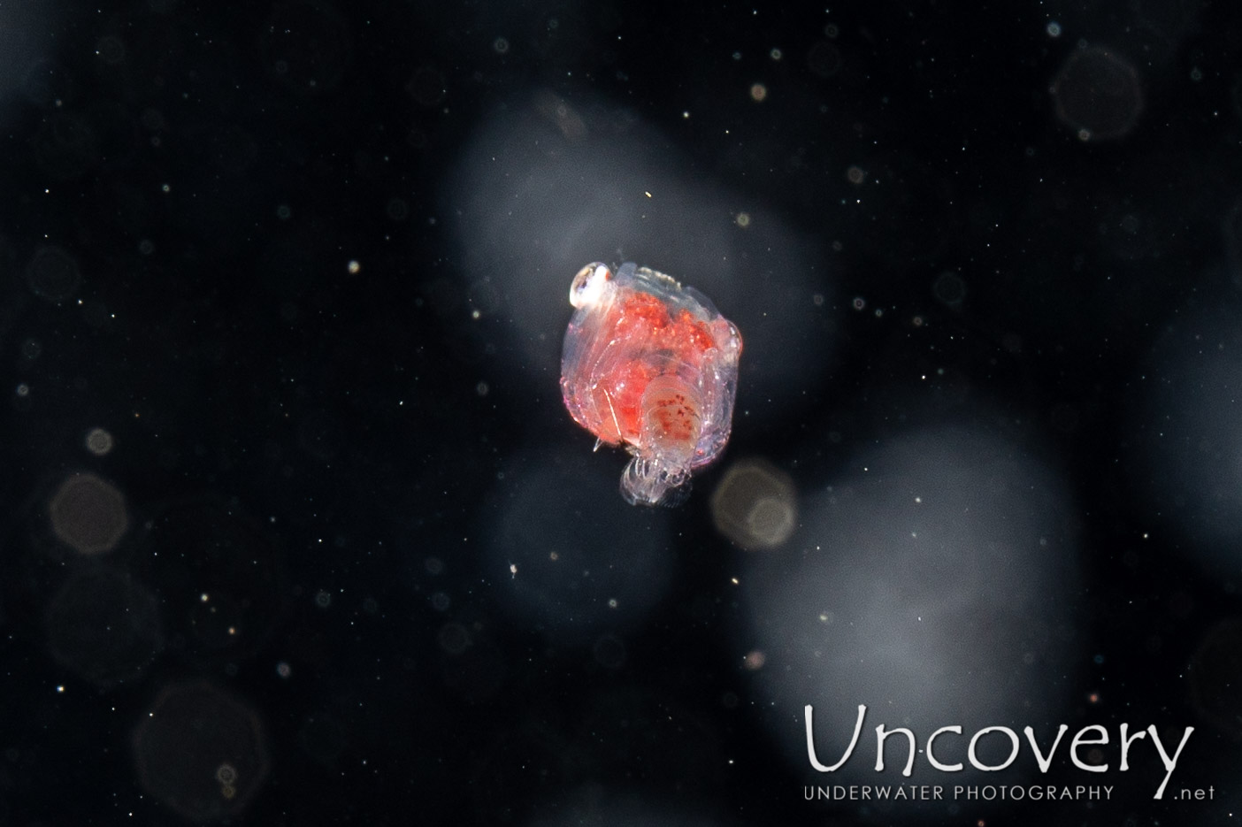 Crab, photo taken in Indonesia, North Sulawesi, Lembeh Strait, TK Blackwater