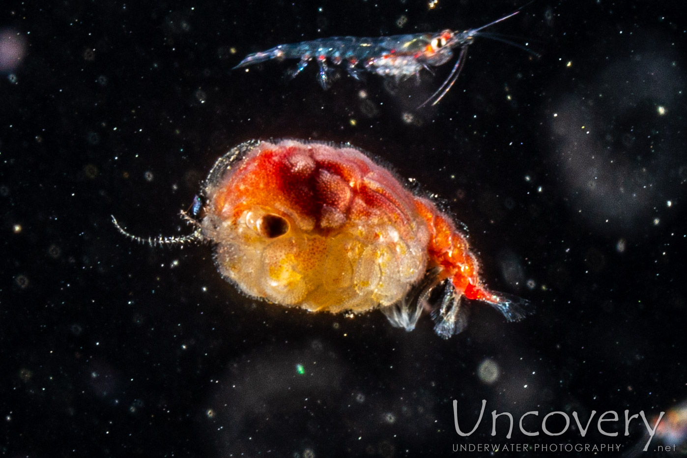 Crab, photo taken in Indonesia, North Sulawesi, Lembeh Strait, TK Blackwater