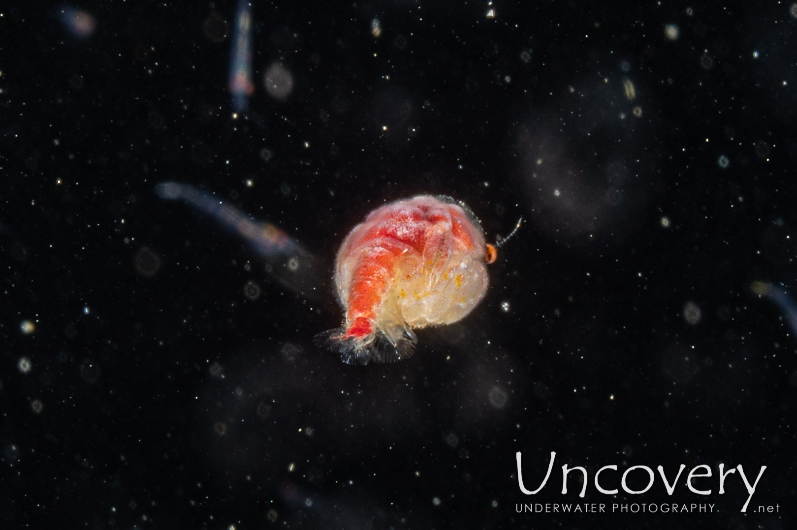 Crab, photo taken in Indonesia, North Sulawesi, Lembeh Strait, TK Blackwater