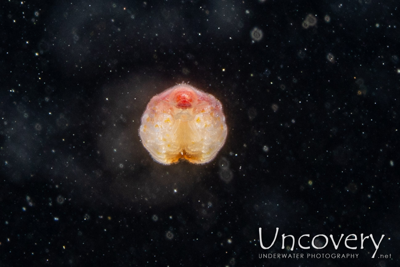 Crab, photo taken in Indonesia, North Sulawesi, Lembeh Strait, TK Blackwater