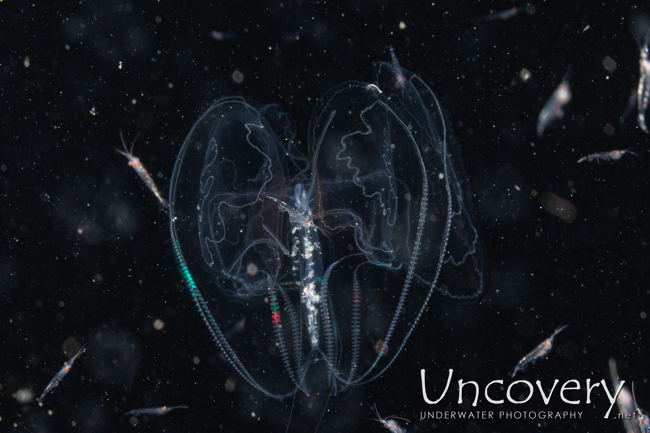 Comb Jellyfish (ctenophora), photo taken in Indonesia, North Sulawesi, Lembeh Strait, TK Blackwater