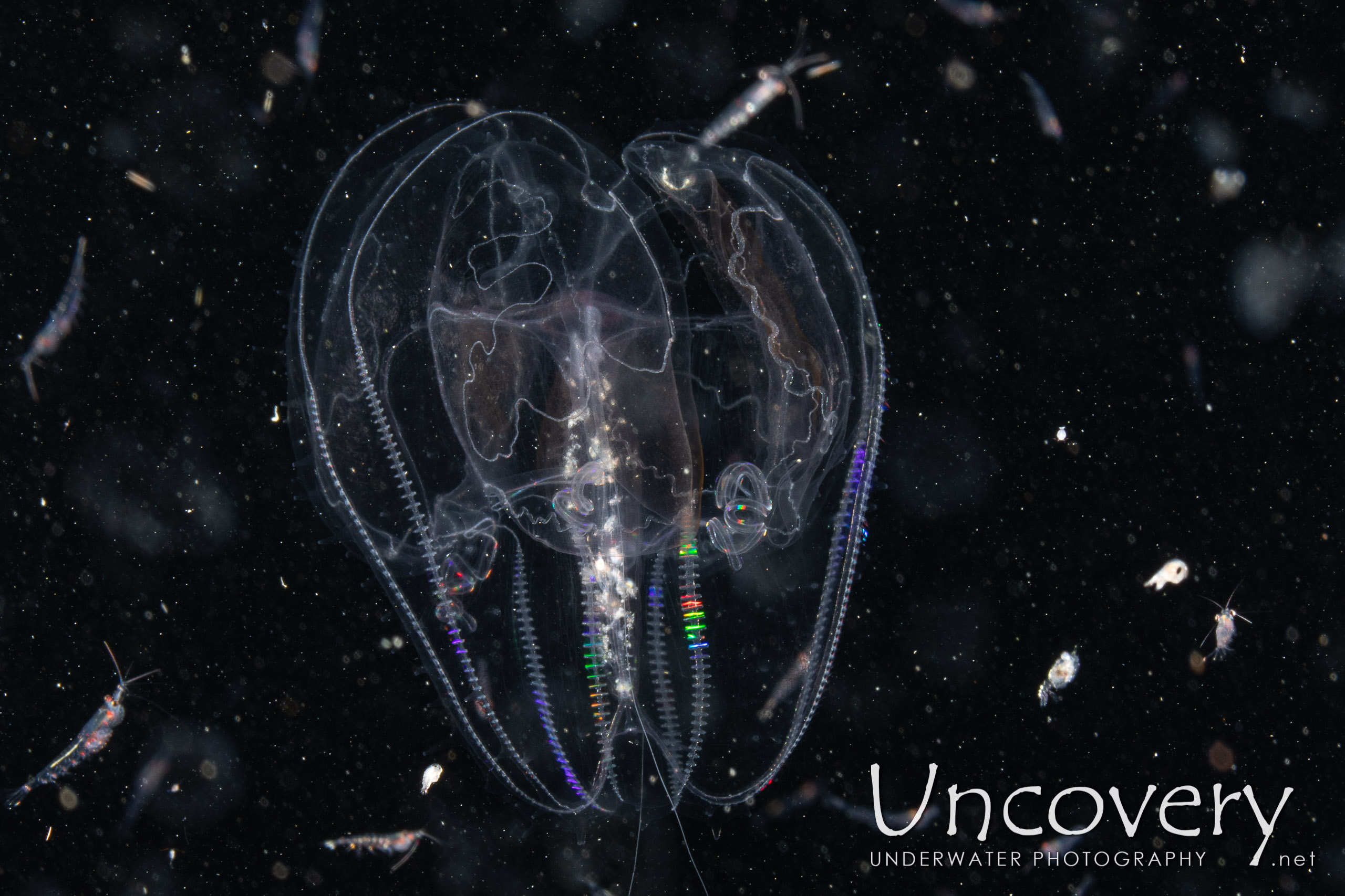 Comb Jellyfish (ctenophora), photo taken in Indonesia, North Sulawesi, Lembeh Strait, TK Blackwater