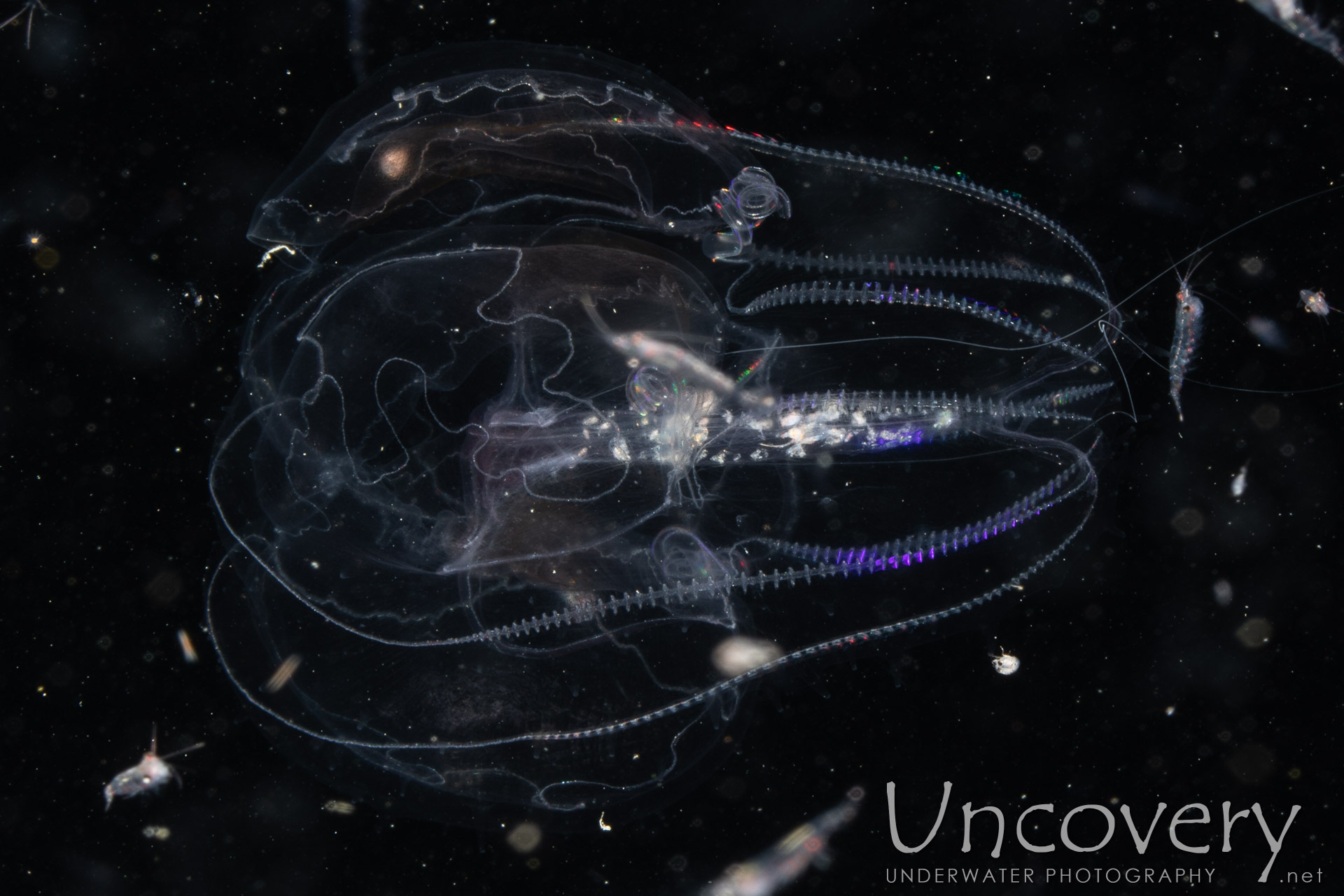 Comb Jellyfish (ctenophora), photo taken in Indonesia, North Sulawesi, Lembeh Strait, TK Blackwater