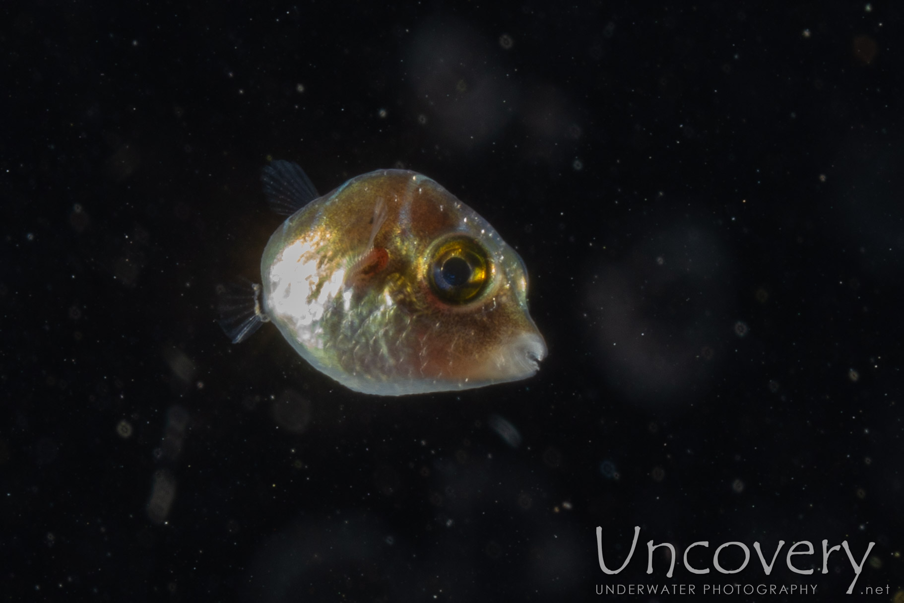 00 To Be Determined, photo taken in Indonesia, North Sulawesi, Lembeh Strait, TK Blackwater