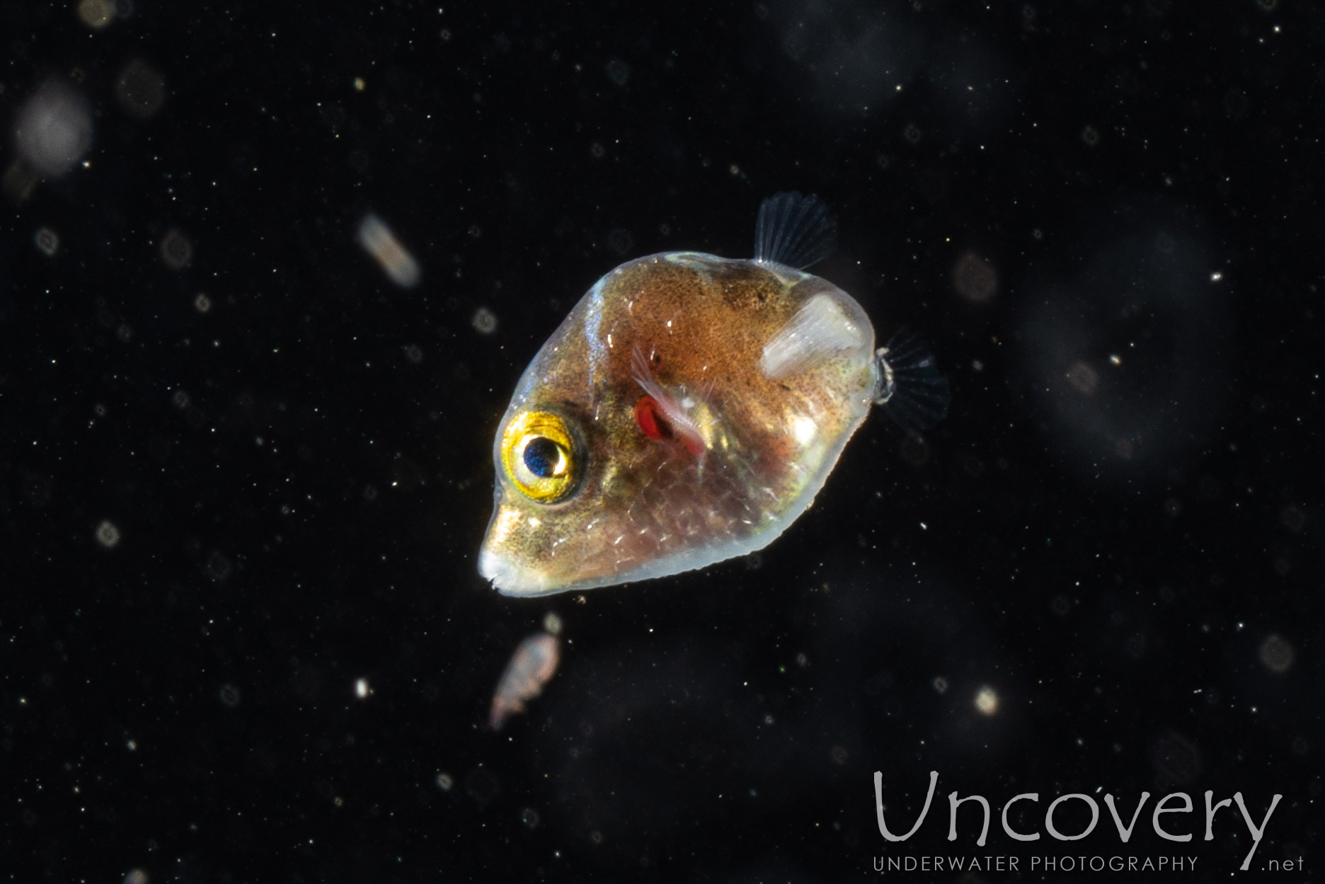 00 To Be Determined, photo taken in Indonesia, North Sulawesi, Lembeh Strait, TK Blackwater