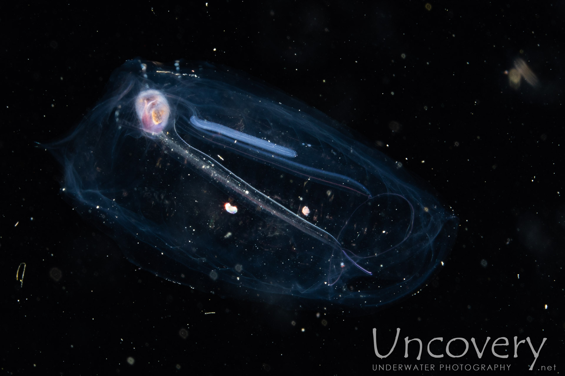 Salp (salpidae), photo taken in Indonesia, North Sulawesi, Lembeh Strait, TK Blackwater