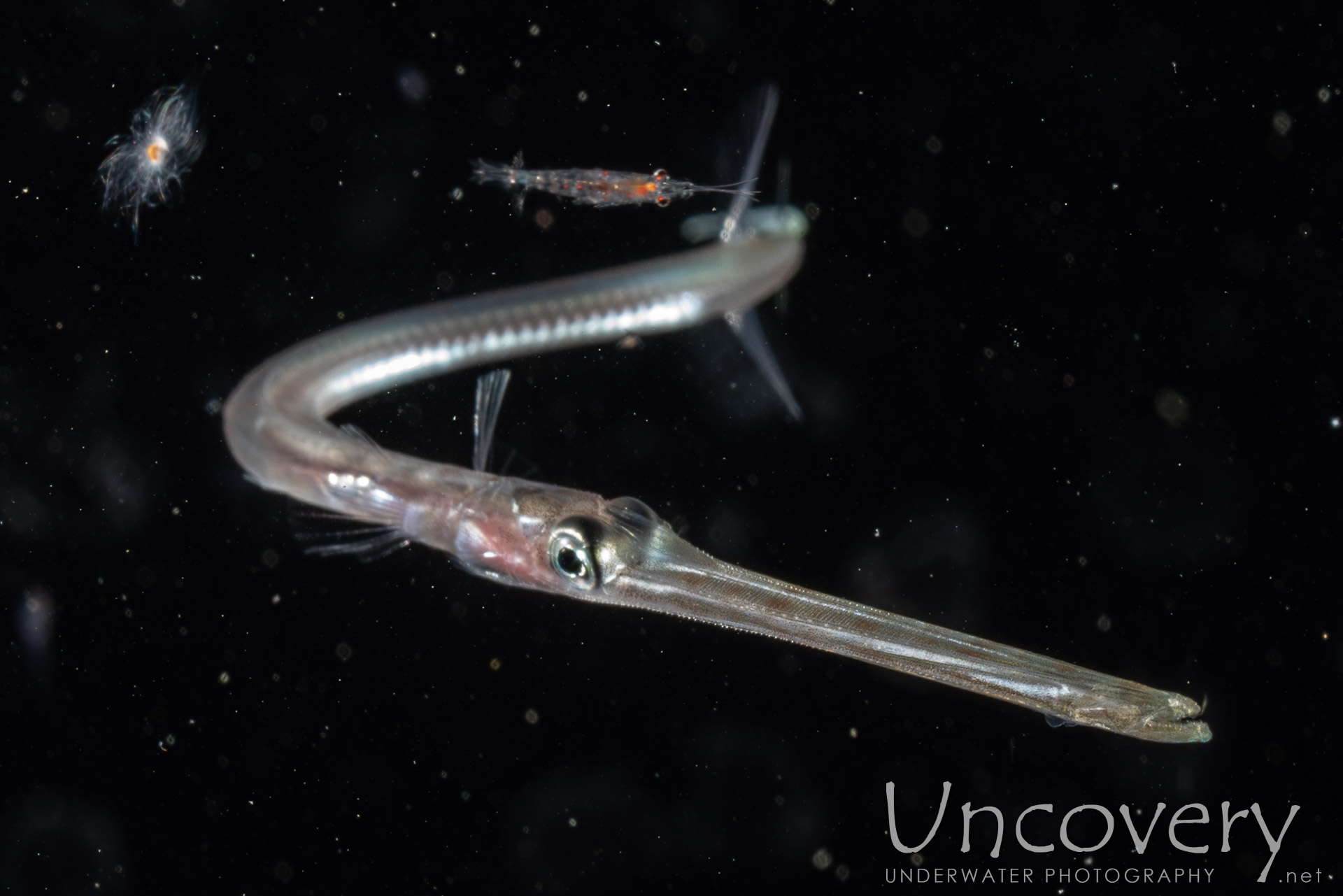 Bluespotted Cornetfish (fistularia Commersonii), photo taken in Indonesia, North Sulawesi, Lembeh Strait, TK Blackwater