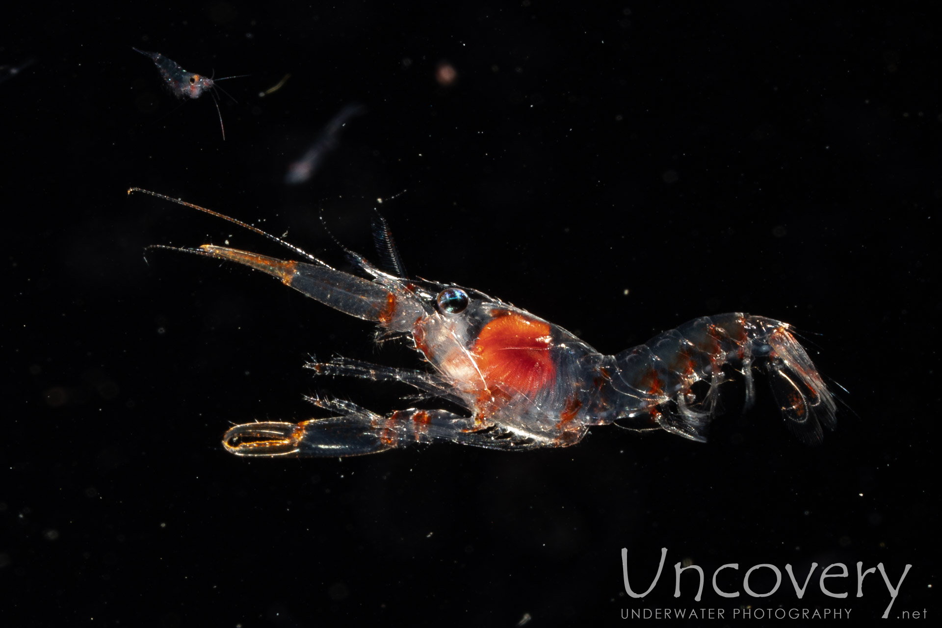 00 To Be Determined, photo taken in Indonesia, North Sulawesi, Lembeh Strait, TK Blackwater