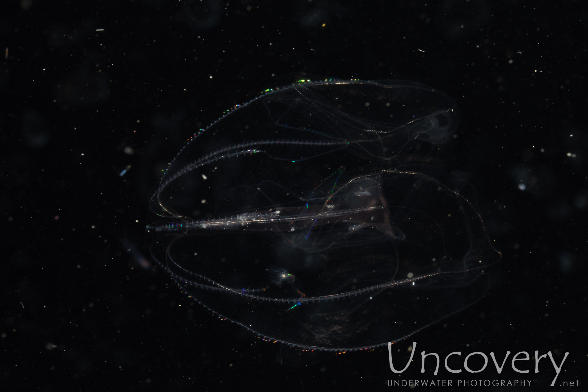 Comb Jellyfish (ctenophora), photo taken in Indonesia, North Sulawesi, Lembeh Strait, TK Blackwater