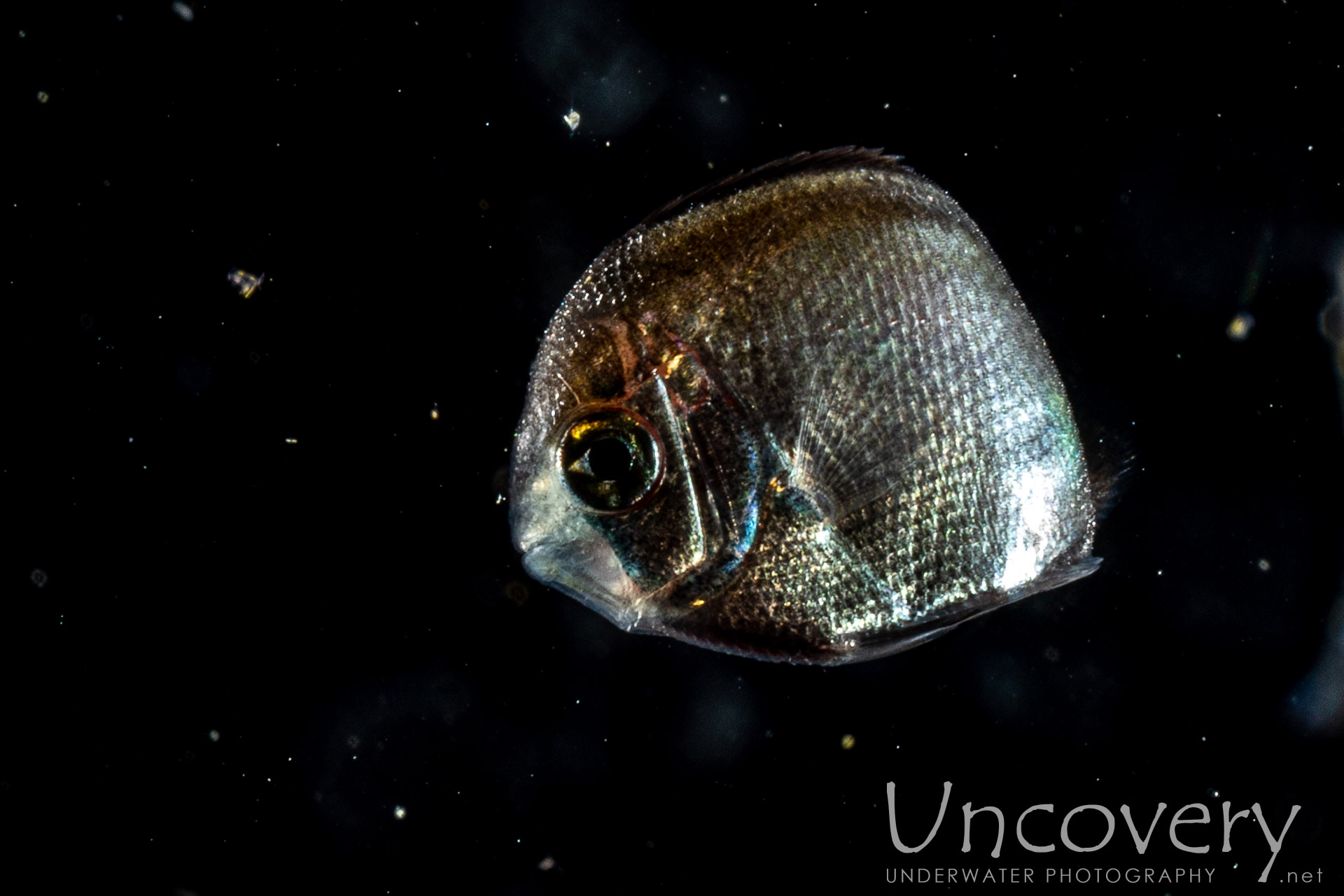 00 To Be Determined, photo taken in Indonesia, North Sulawesi, Lembeh Strait, TK Blackwater