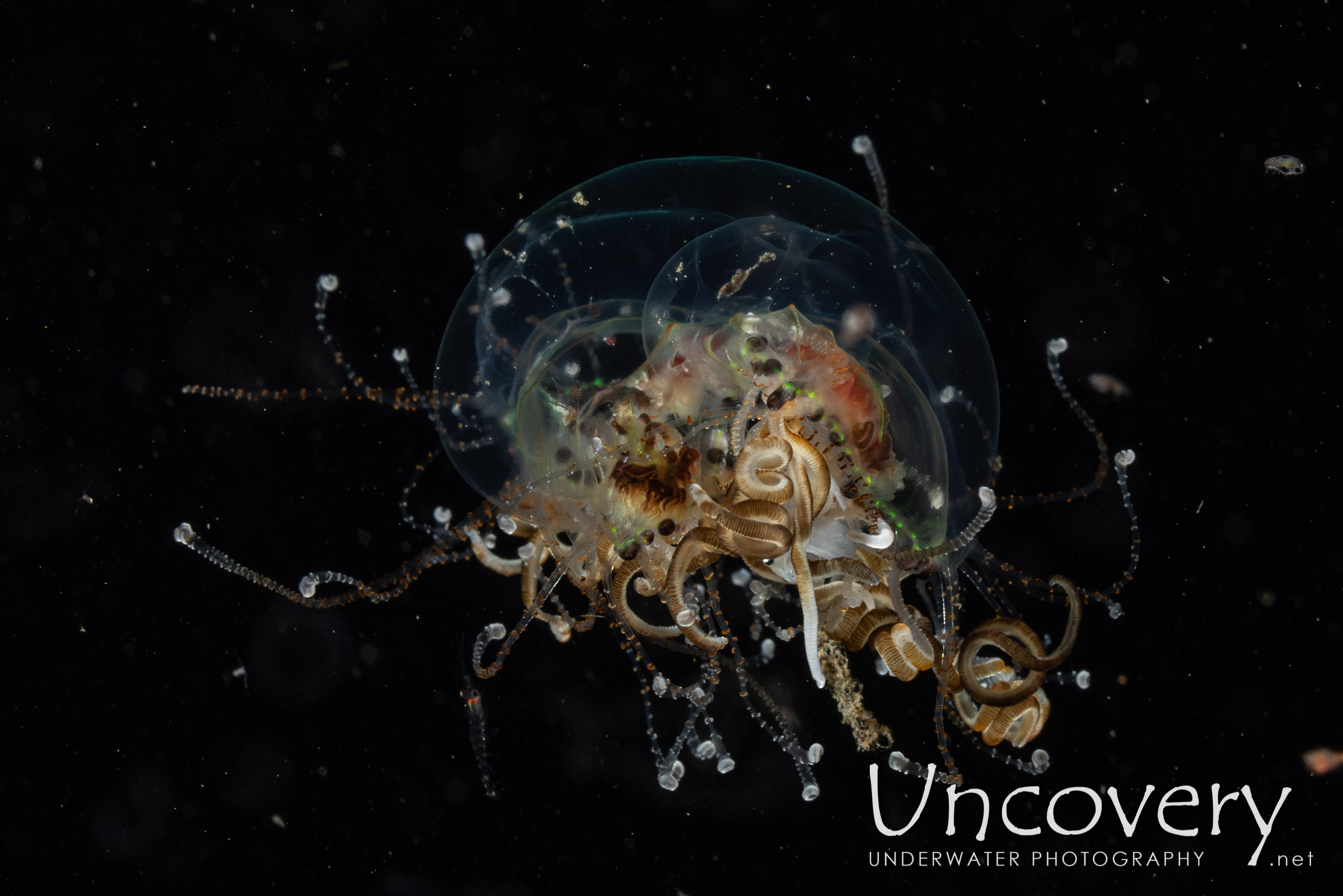 Jellyfish, photo taken in Indonesia, North Sulawesi, Lembeh Strait, TK Blackwater