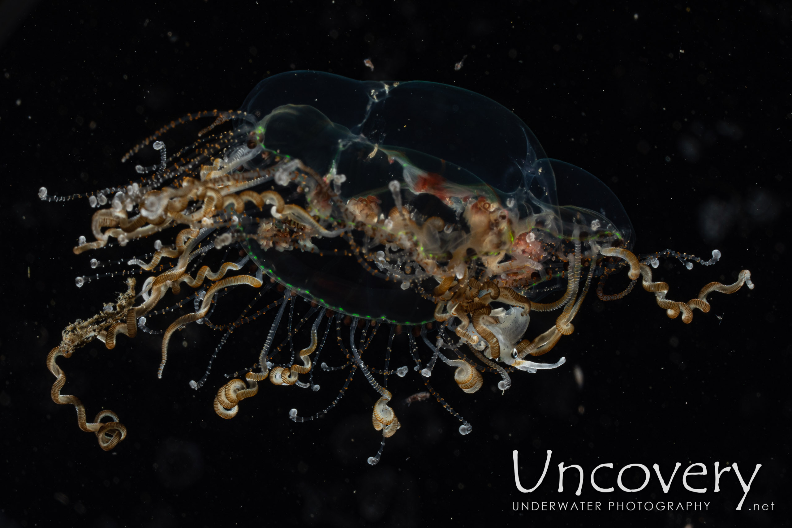 Jellyfish, photo taken in Indonesia, North Sulawesi, Lembeh Strait, TK Blackwater