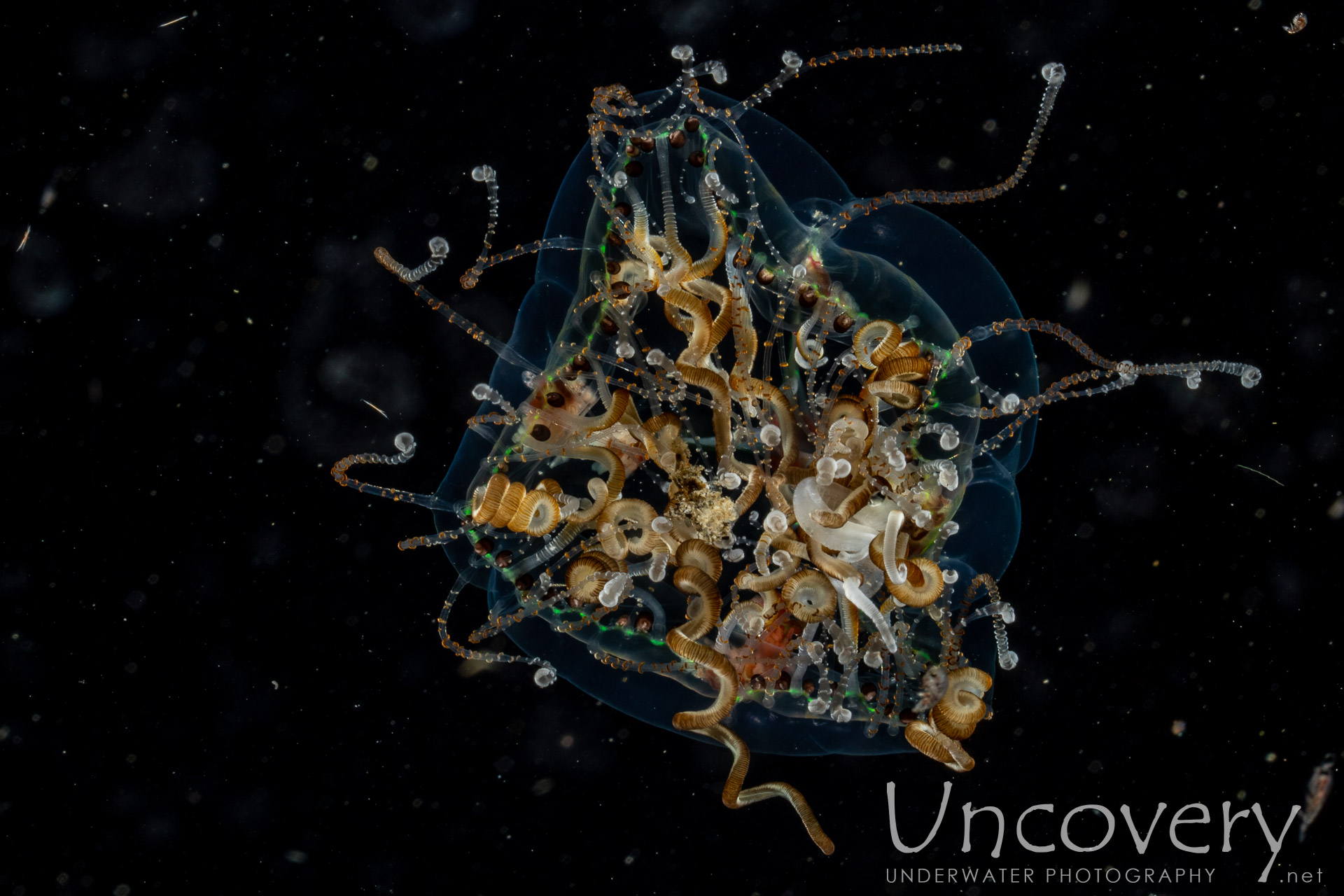 Jellyfish, photo taken in Indonesia, North Sulawesi, Lembeh Strait, TK Blackwater