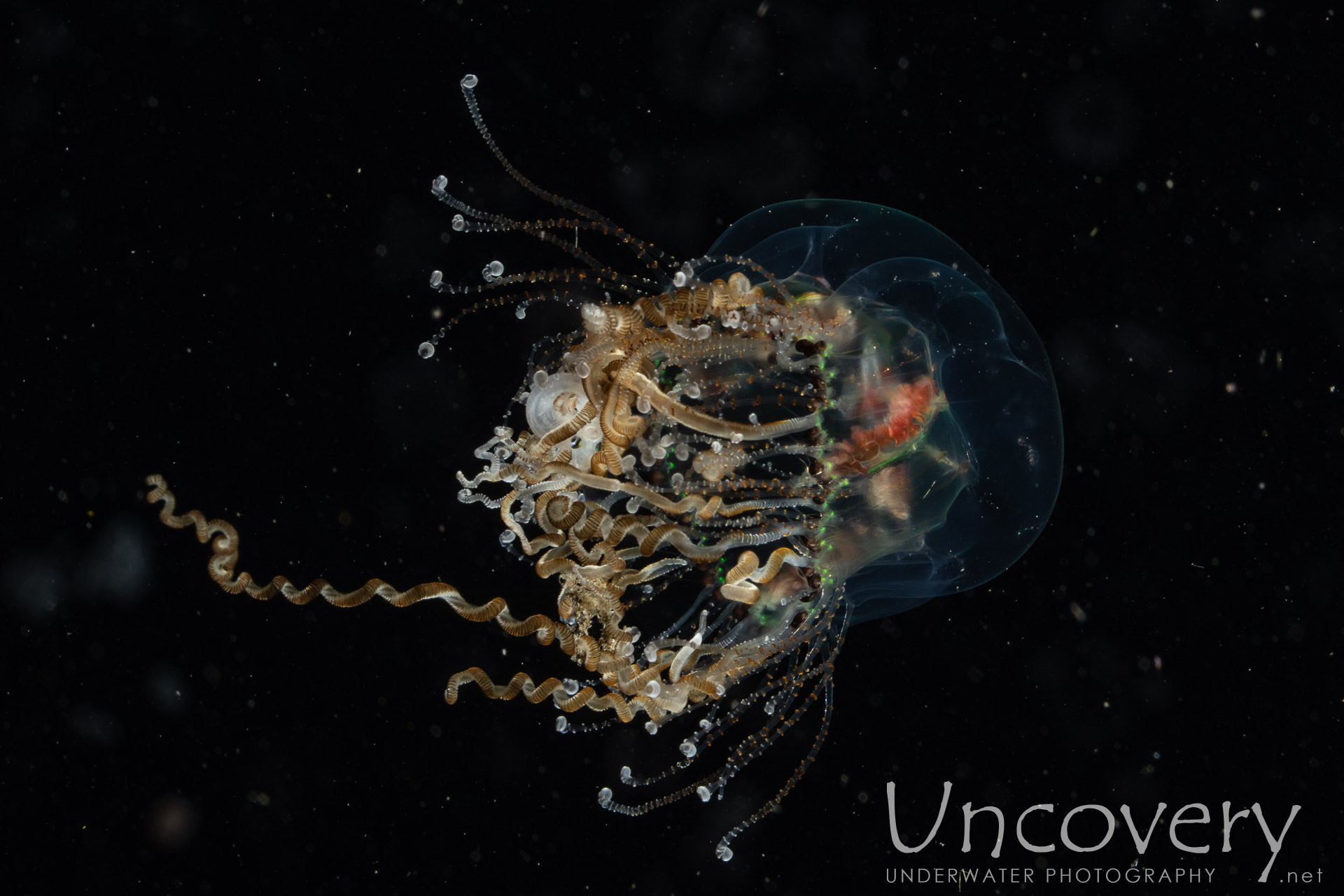 Jellyfish, photo taken in Indonesia, North Sulawesi, Lembeh Strait, TK Blackwater