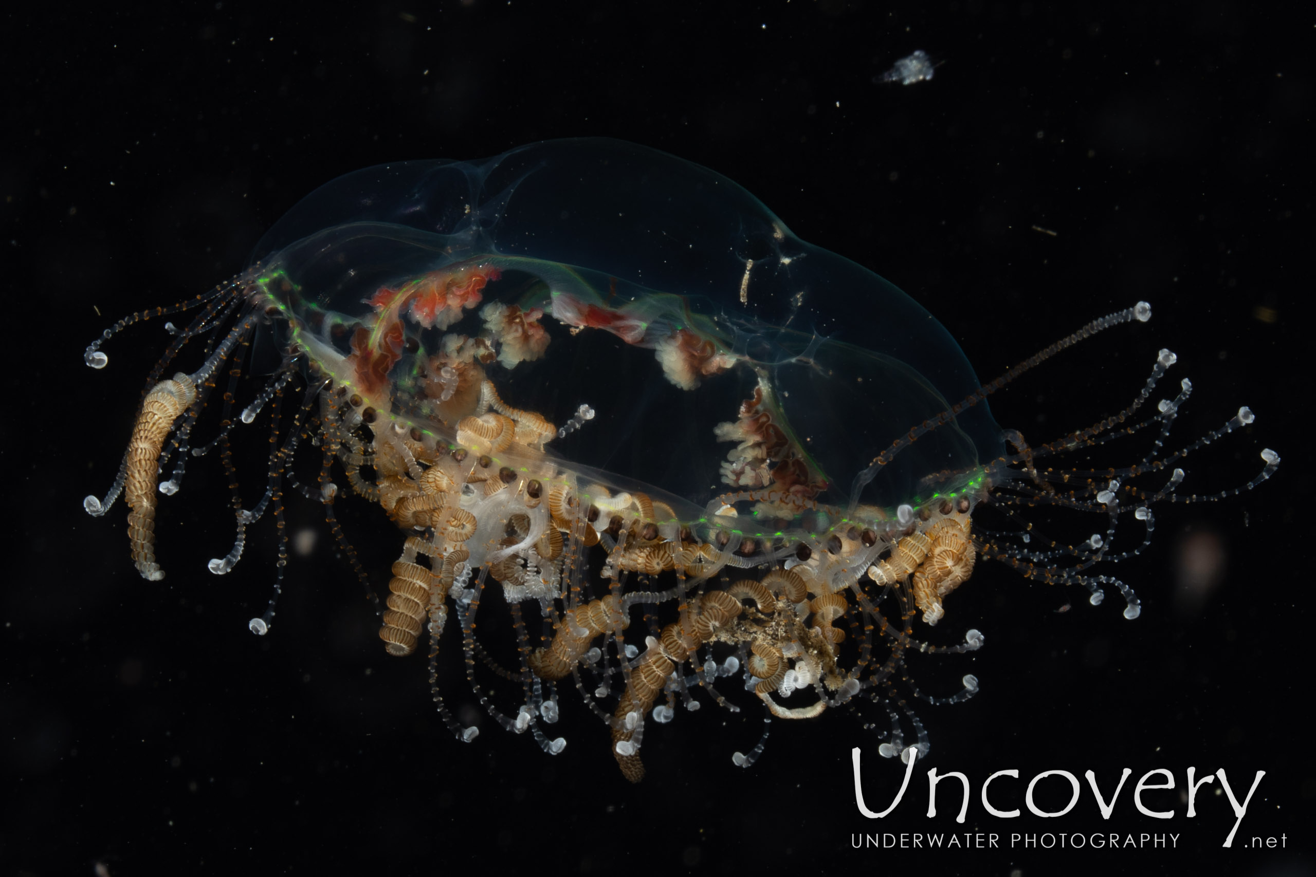 Jellyfish, photo taken in Indonesia, North Sulawesi, Lembeh Strait, TK Blackwater