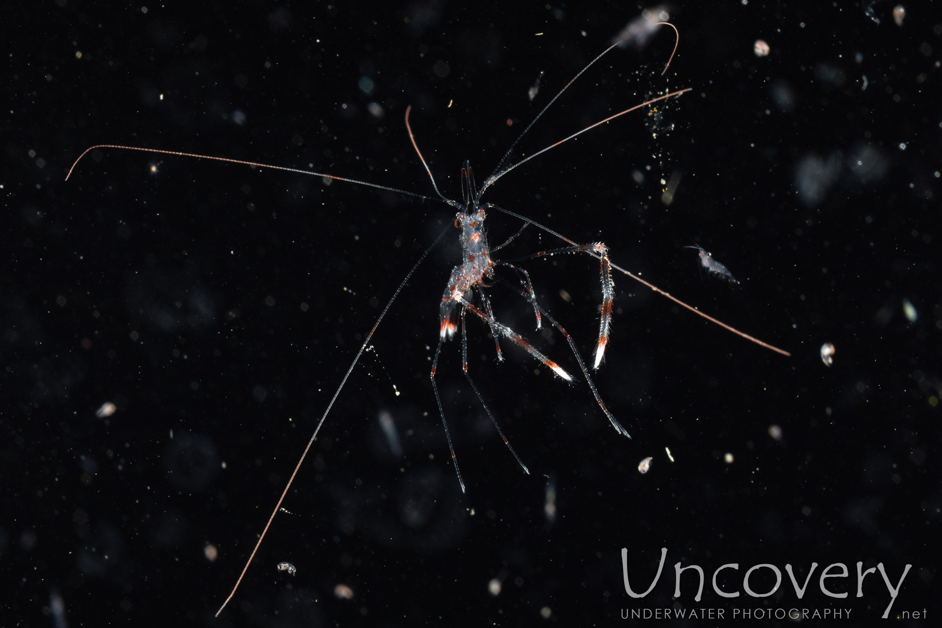 Banded Coral Shrimp (stenopus Hispidus), photo taken in Indonesia, North Sulawesi, Lembeh Strait, TK Blackwater