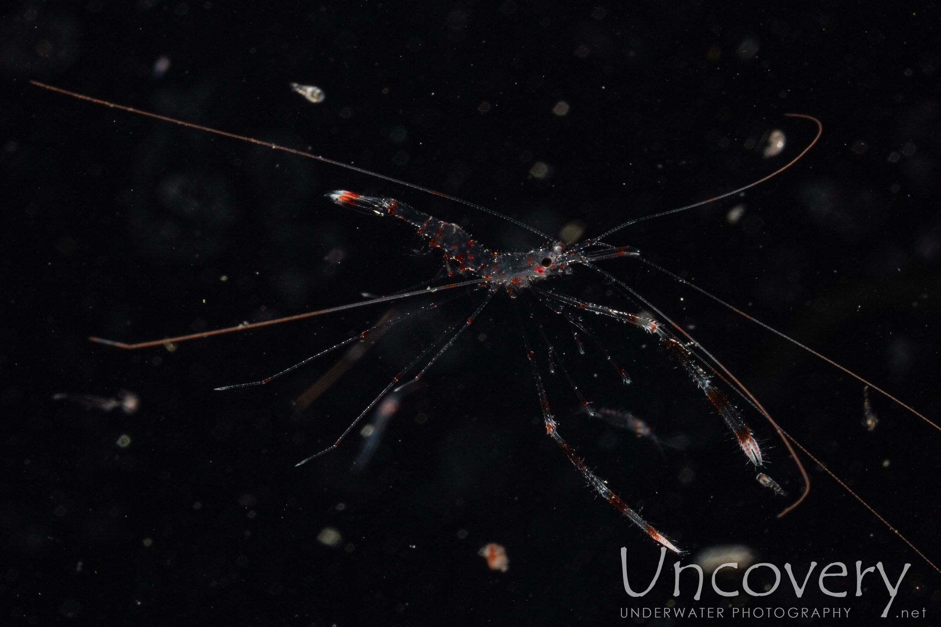 Banded Coral Shrimp (stenopus Hispidus), photo taken in Indonesia, North Sulawesi, Lembeh Strait, TK Blackwater