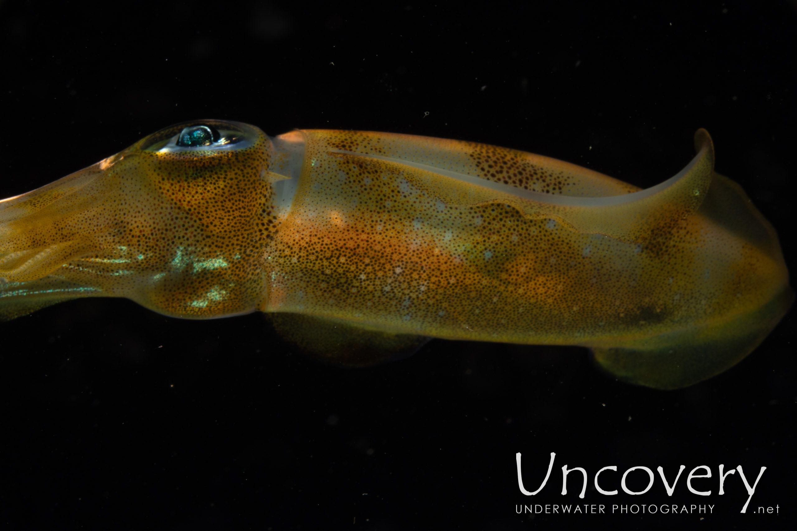 Broadfin Squid (sepioteuthis Lessoniana), photo taken in Indonesia, North Sulawesi, Lembeh Strait, TK Blackwater