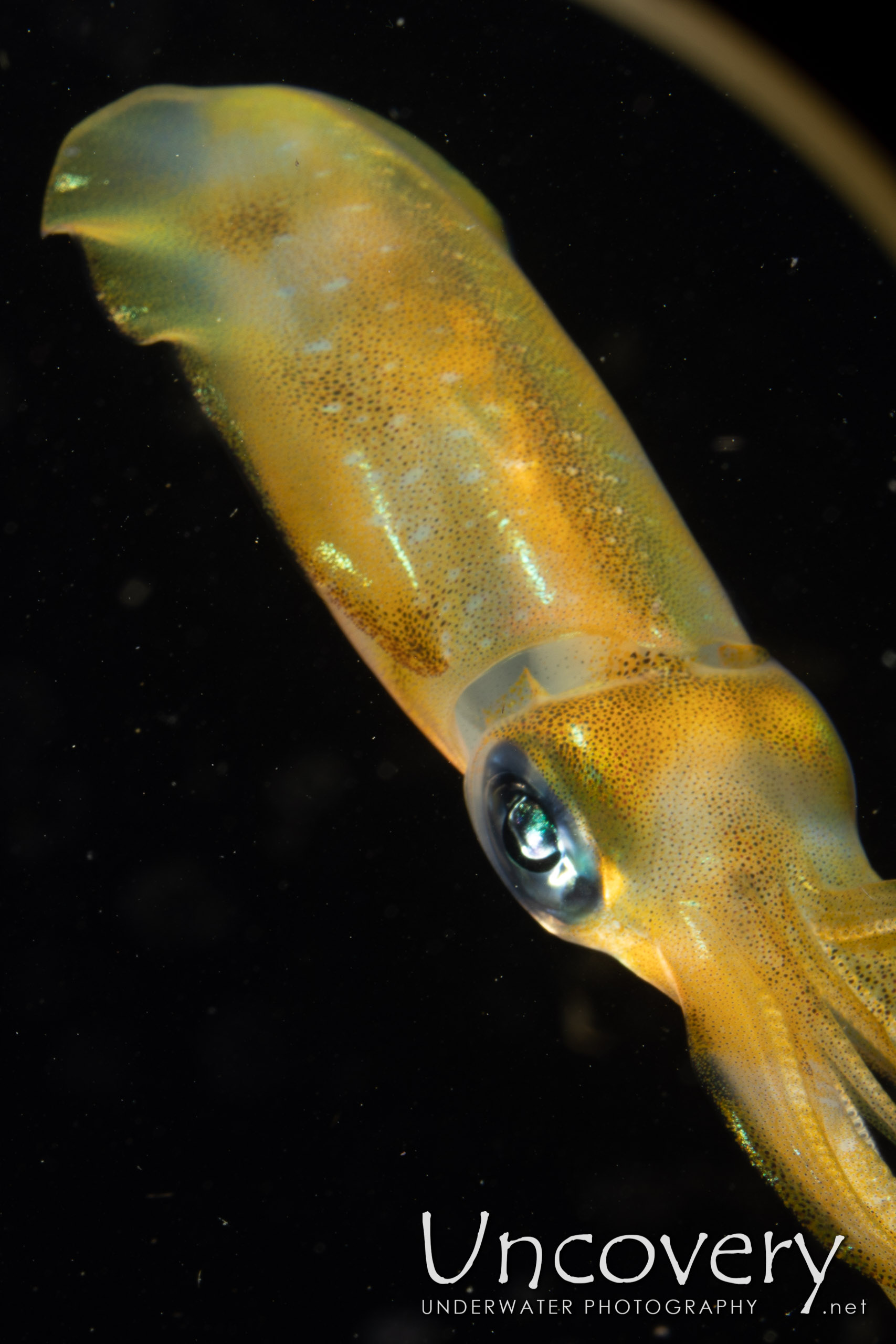 Broadfin Squid (sepioteuthis Lessoniana), photo taken in Indonesia, North Sulawesi, Lembeh Strait, TK Blackwater