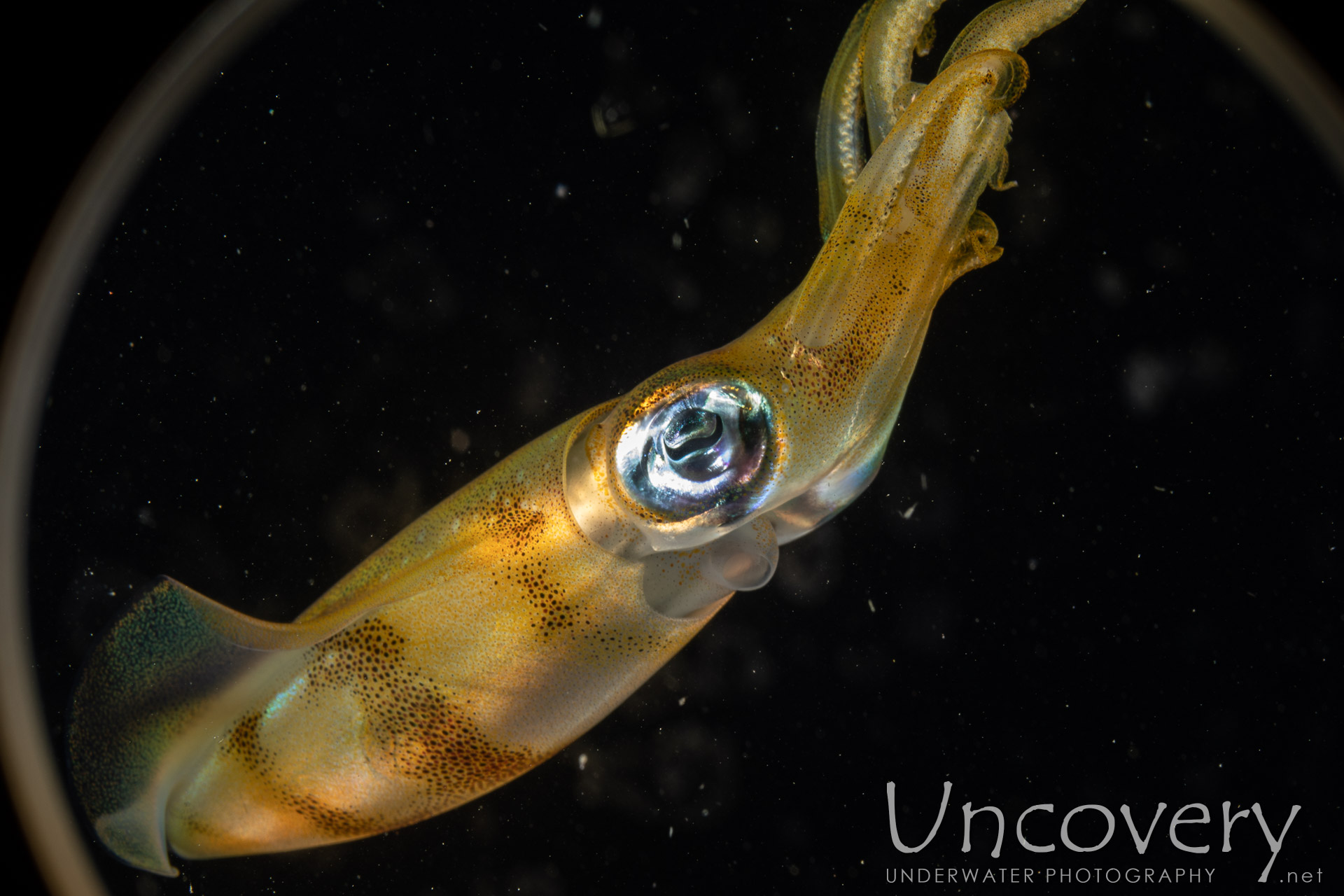 Broadfin Squid (sepioteuthis Lessoniana), photo taken in Indonesia, North Sulawesi, Lembeh Strait, TK Blackwater