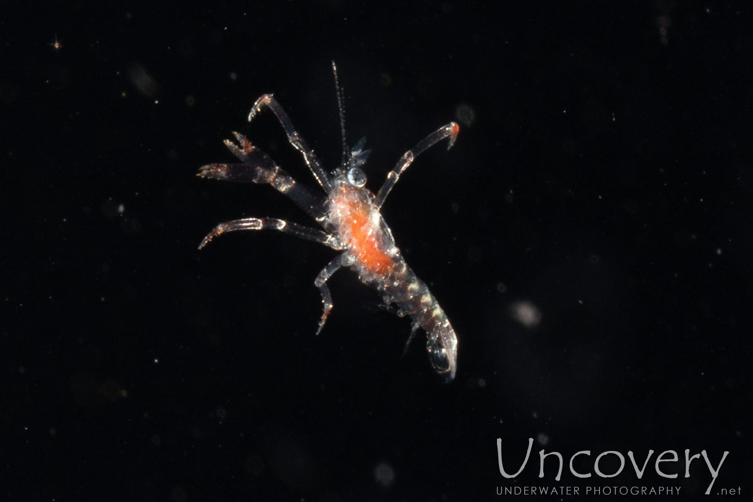 00 To Be Determined, photo taken in Indonesia, North Sulawesi, Lembeh Strait, TK Blackwater